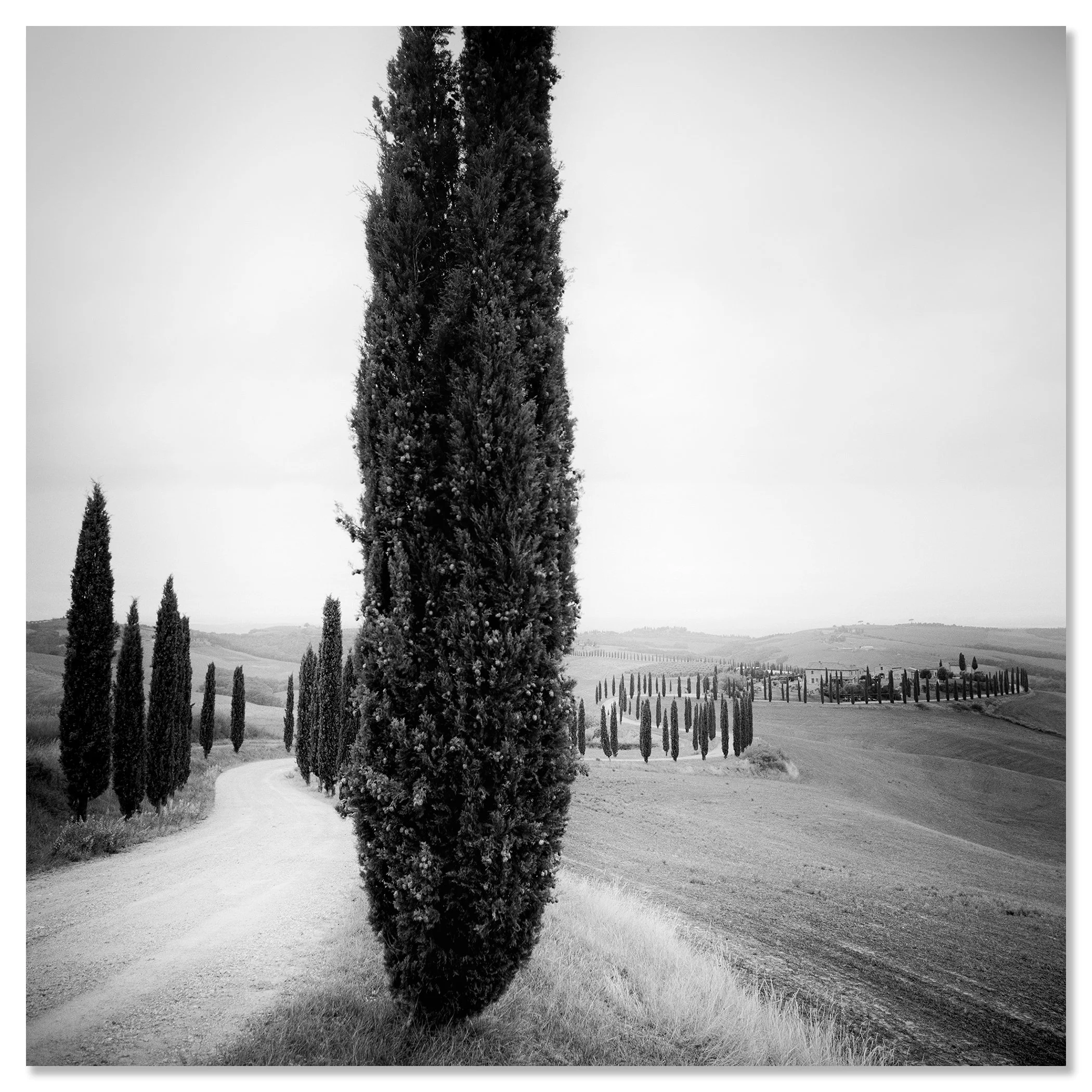 Cypress Trees Study 2 displayed as a frameless black-and-white photograph mounted on aluminium Dibond by Gerald Berghammer.