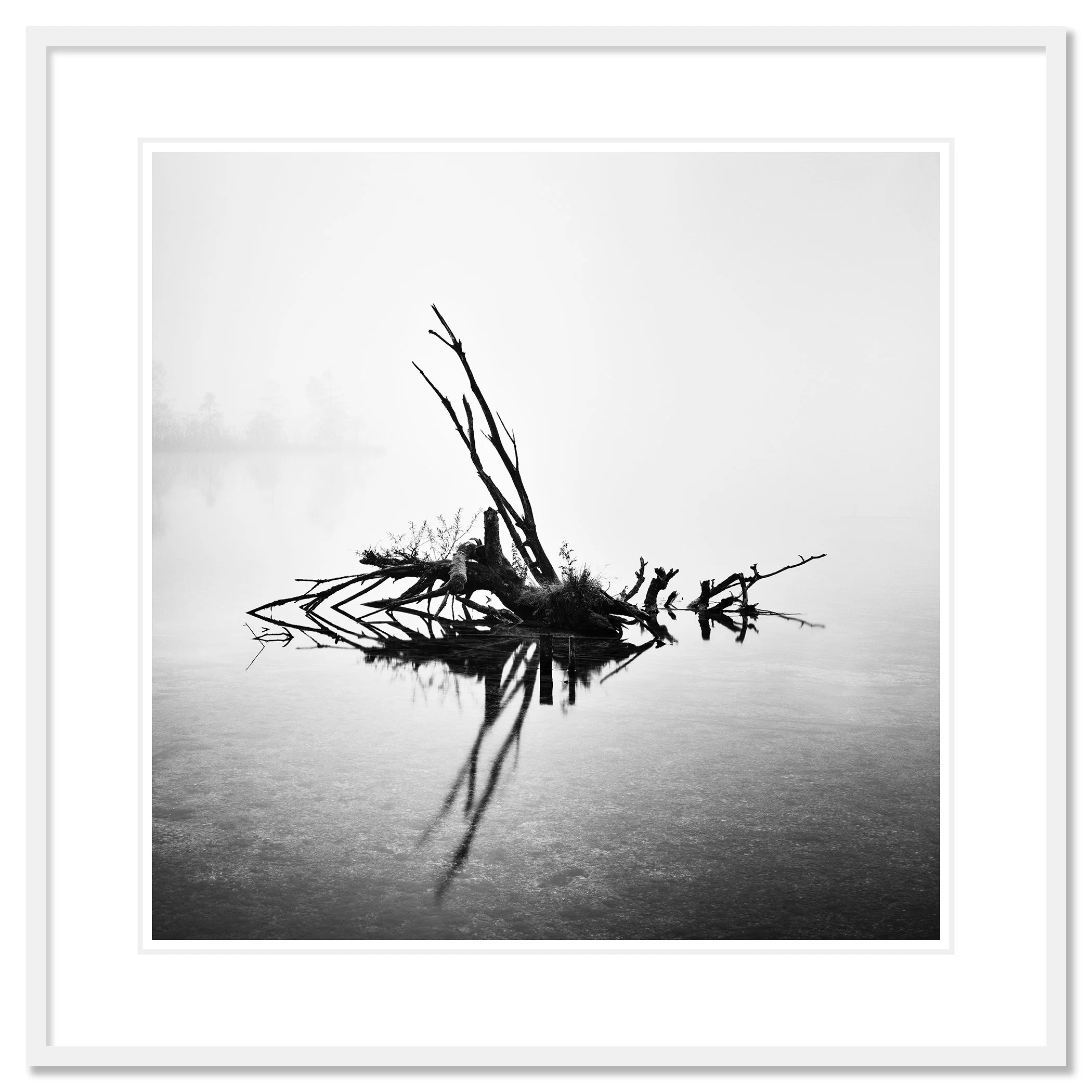 Fallen Tree Study 1 by Gerald Berghammer, black-and-white fine art photograph presented in a white aluminium frame with a white mount.