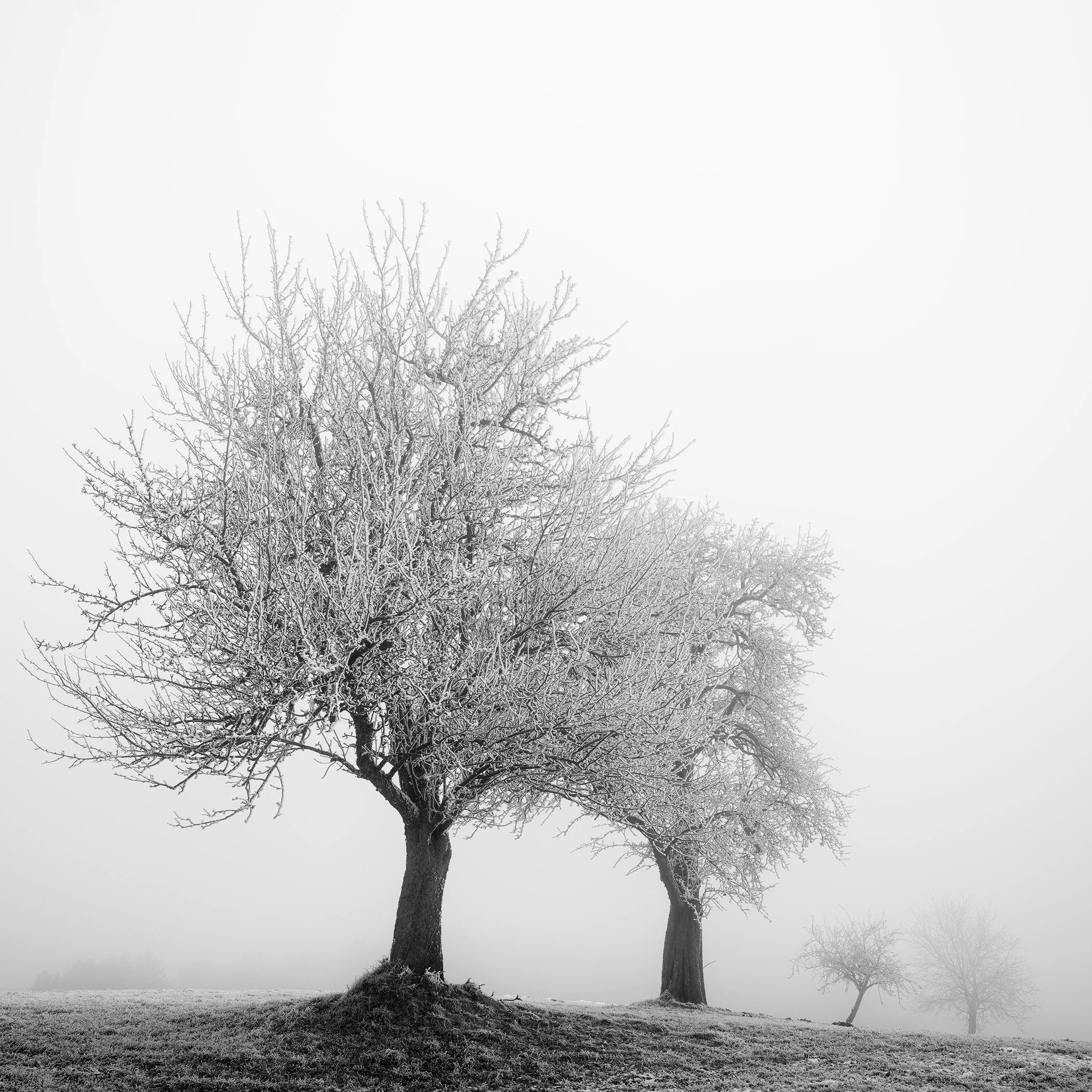 Frozen Landscape Study 1, frost-covered trees in a misty Austrian winter landscape by Gerald Berghammer.