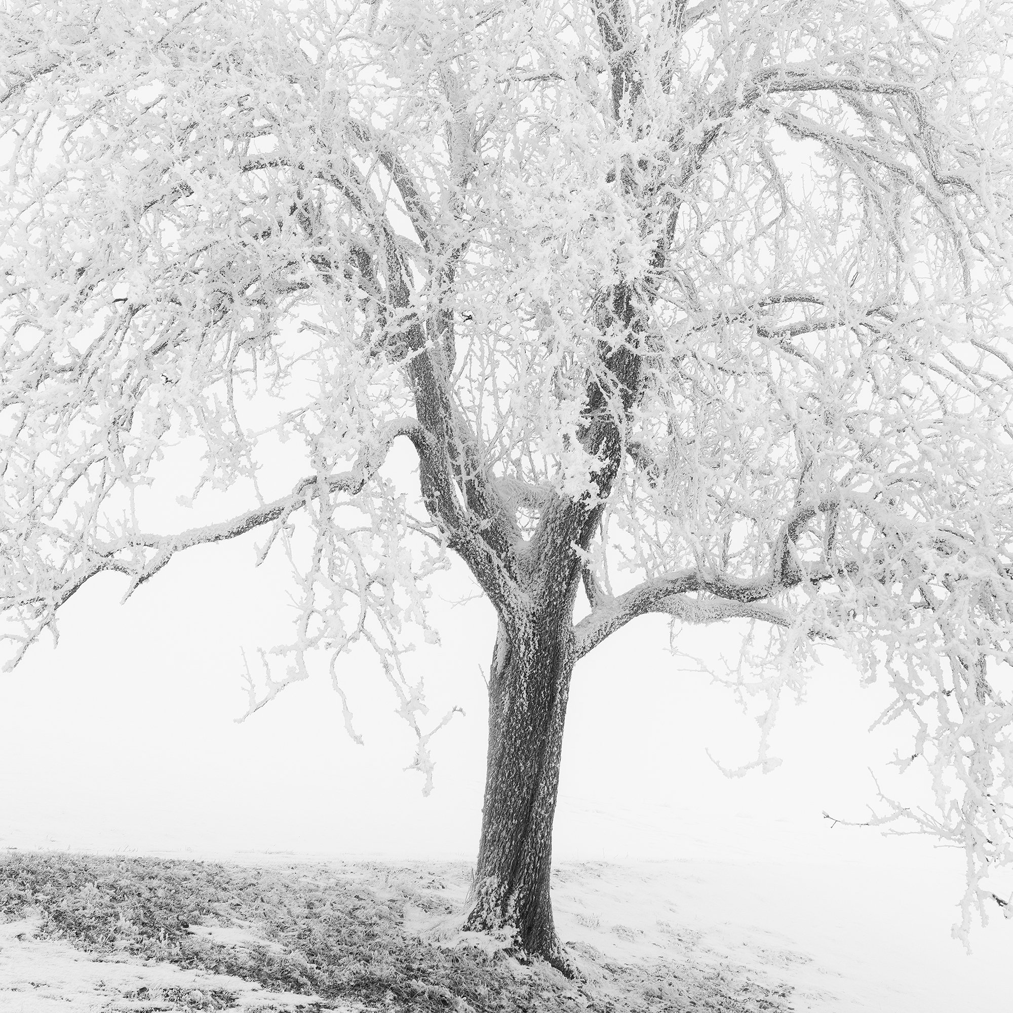 Zoomed-in detail of Frosted Winter Tree Panorama – Austria, showing fine tonal texture in the monochrome winter landscape