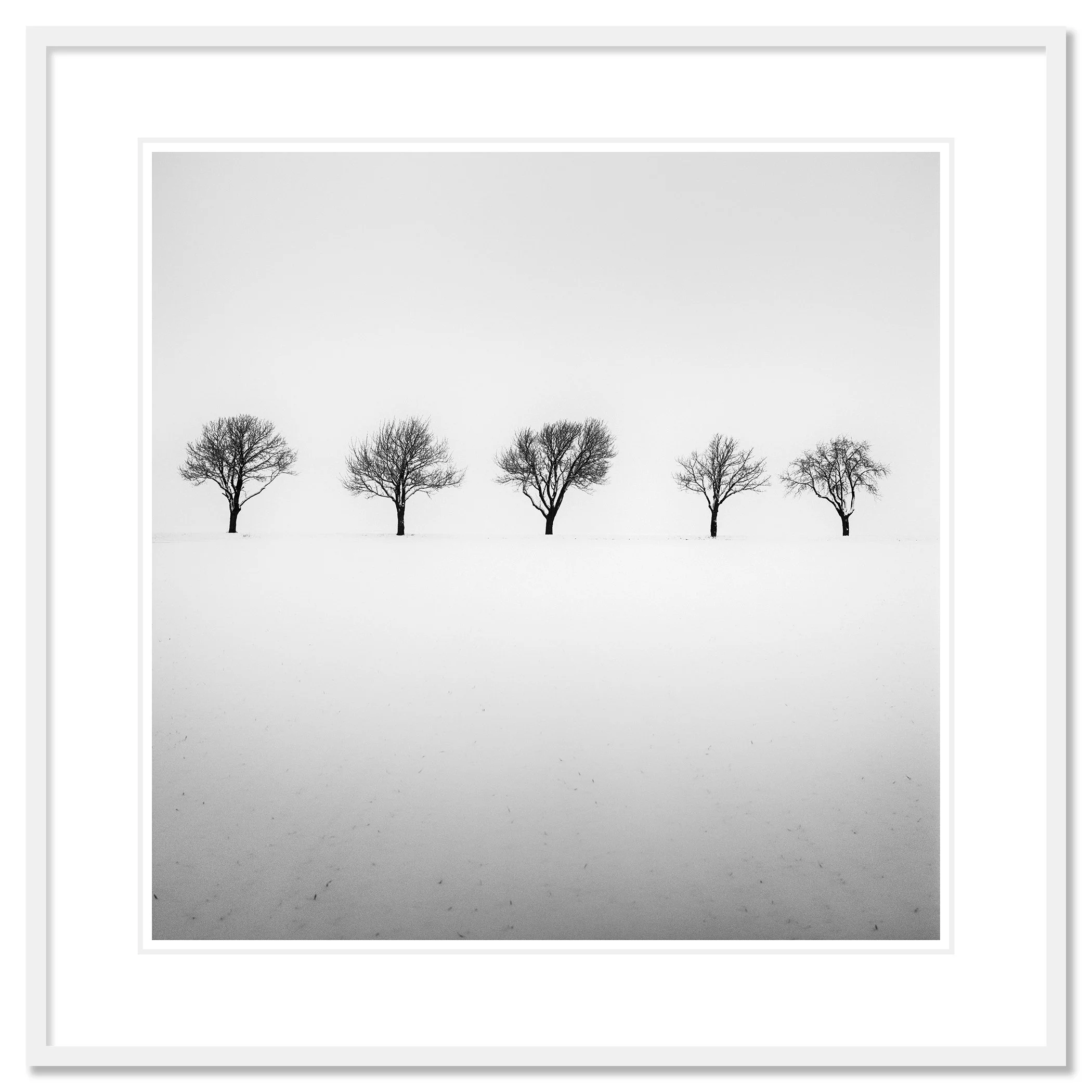Five Trees in Snowy Field by Gerald Berghammer shown in a white aluminium frame with a white mount.