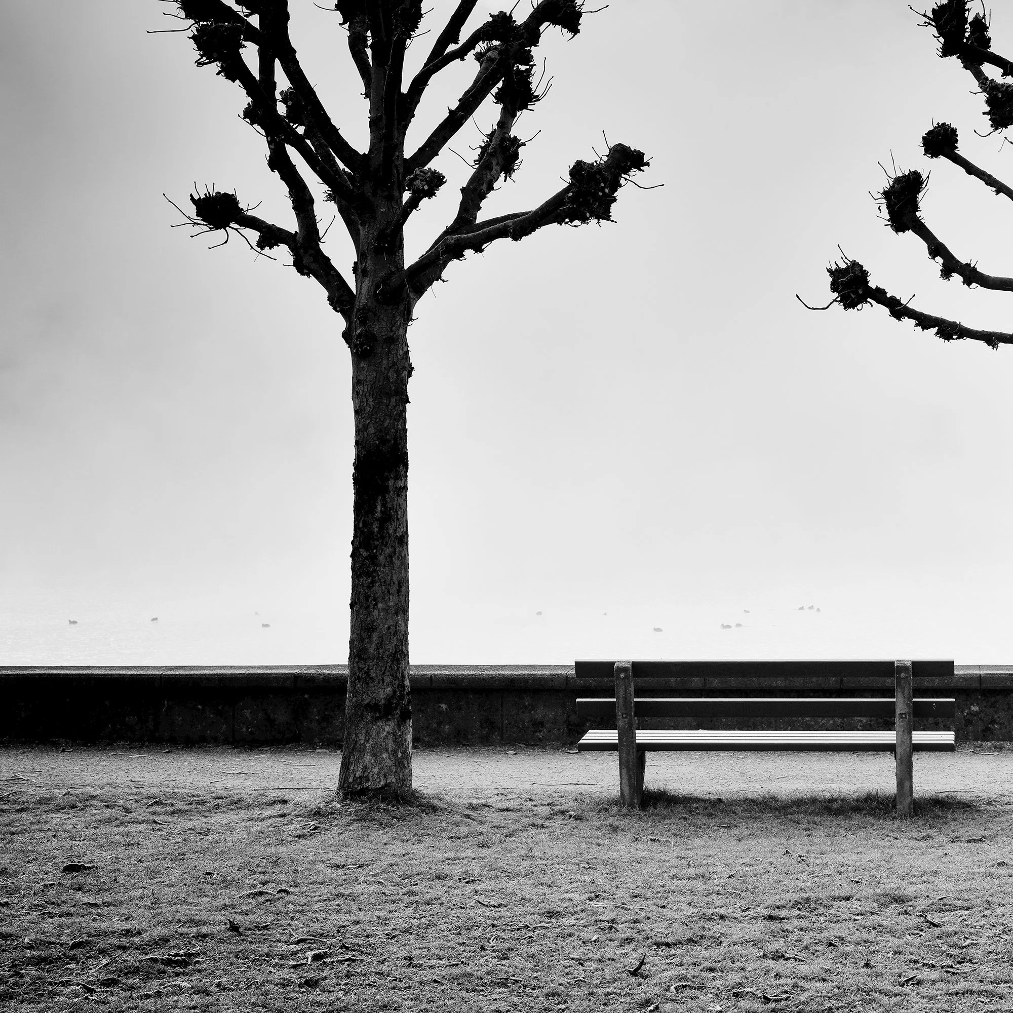 Chestnut Trees Along the Promenade by Gerald Berghammer, black-and-white detail of a pruned chestnut tree beside a bench at Lake Traunsee.