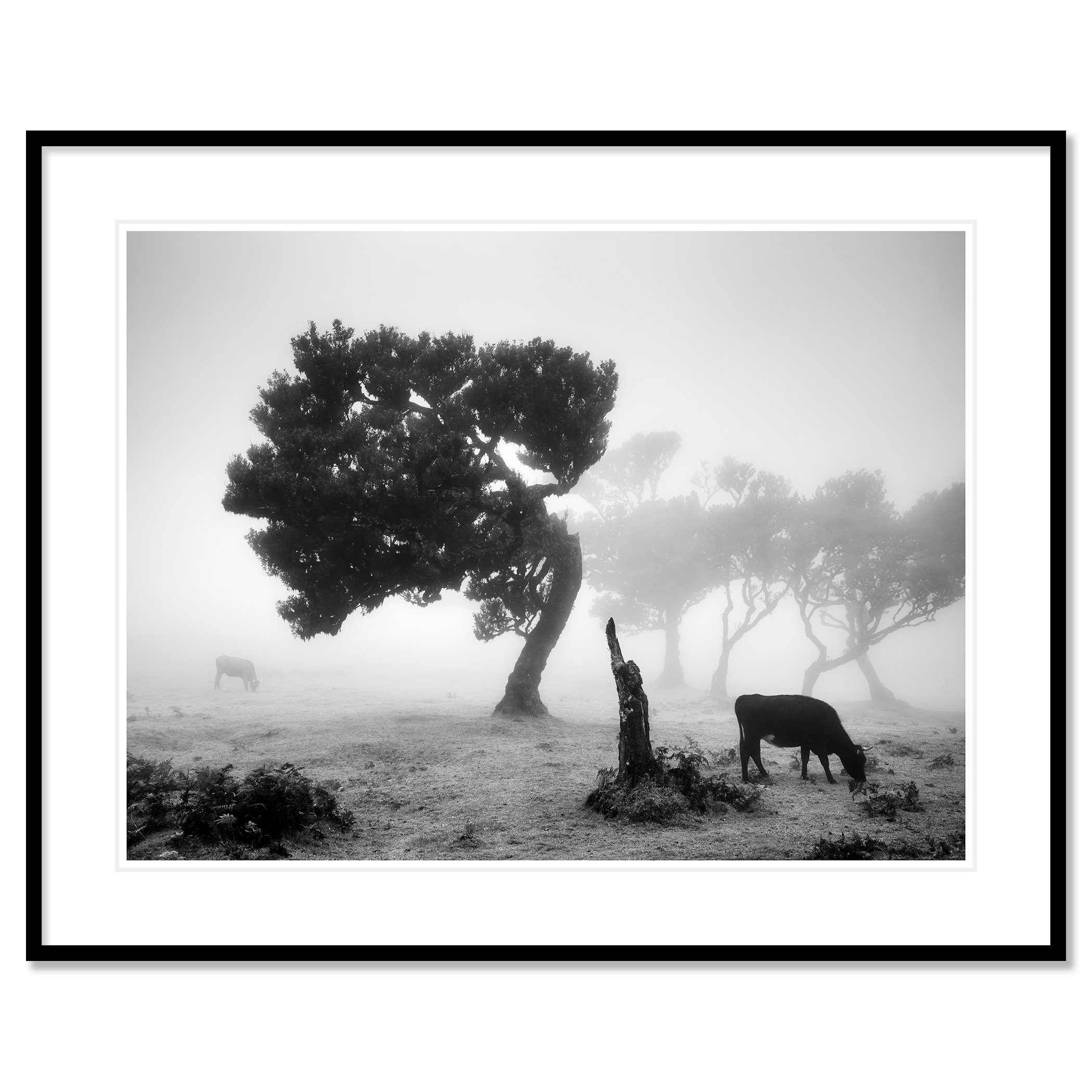 Cows on a Foggy Pasture, Study 1 – fine art print in a black aluminium frame with a white mount by Gerald Berghammer.