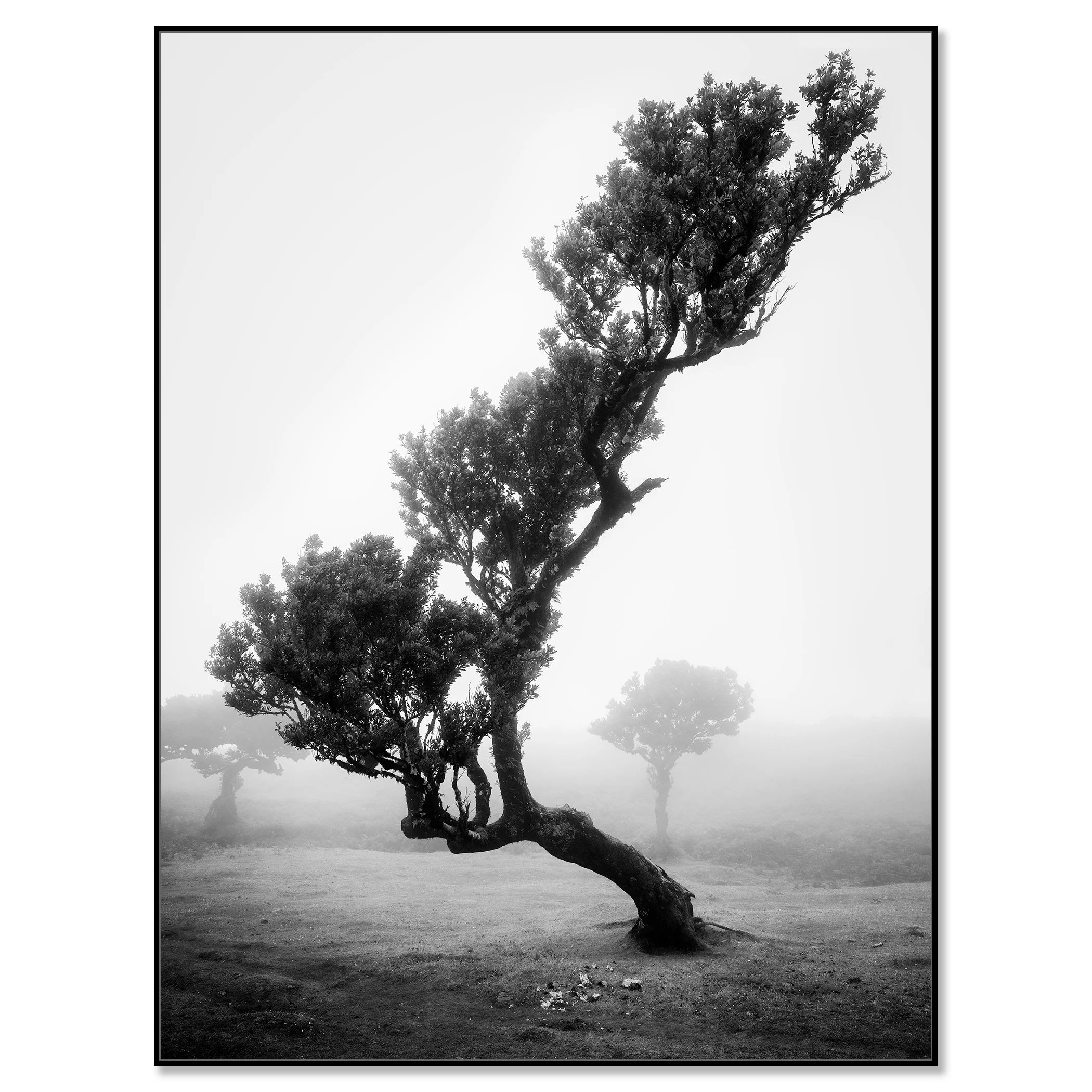 Minimalist foggy landscape with a solitary leaning tree in an ancient laurisilva forest, Madeira – framed ArtBox black