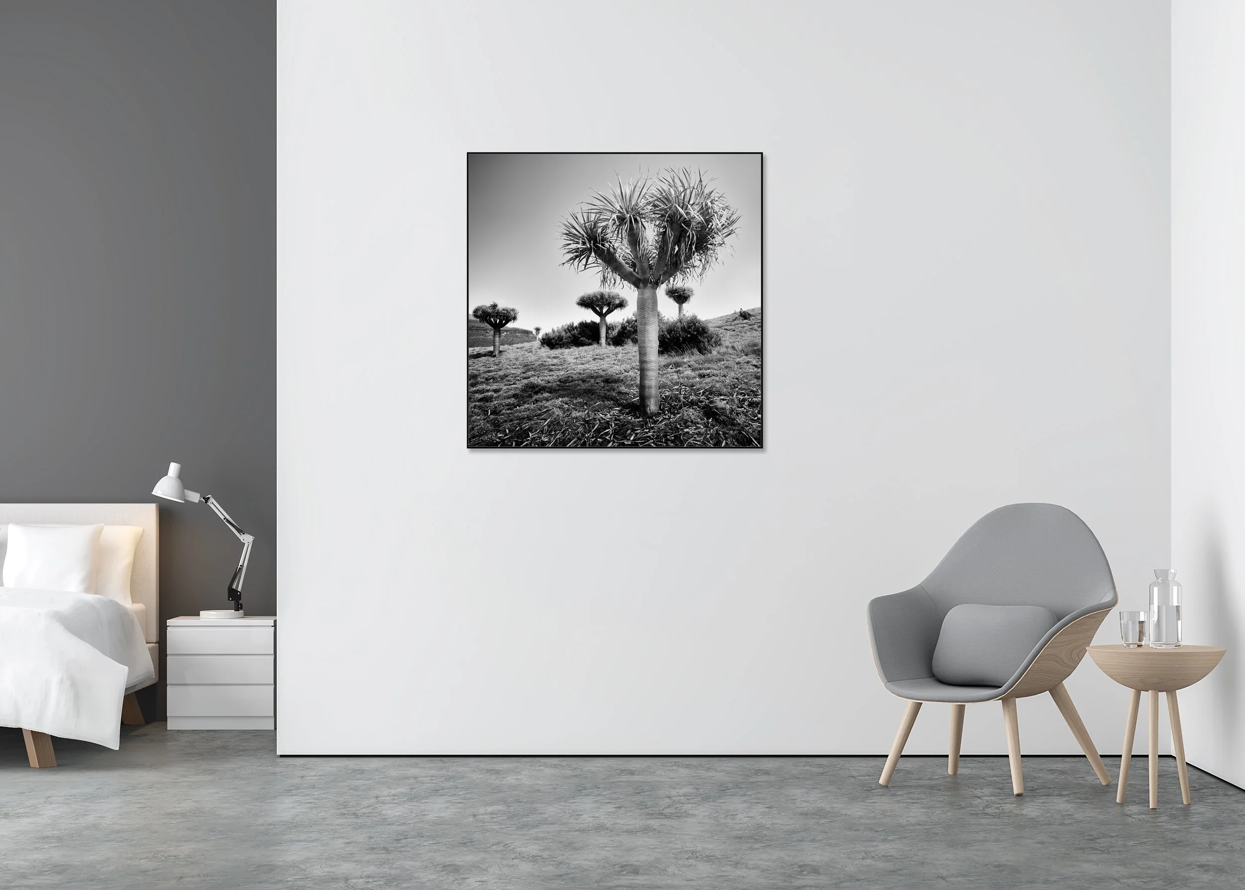 Dragon trees on a grassy hillside in a black and white landscape, photo print mounted on Dibond in an aluminium ArtBox