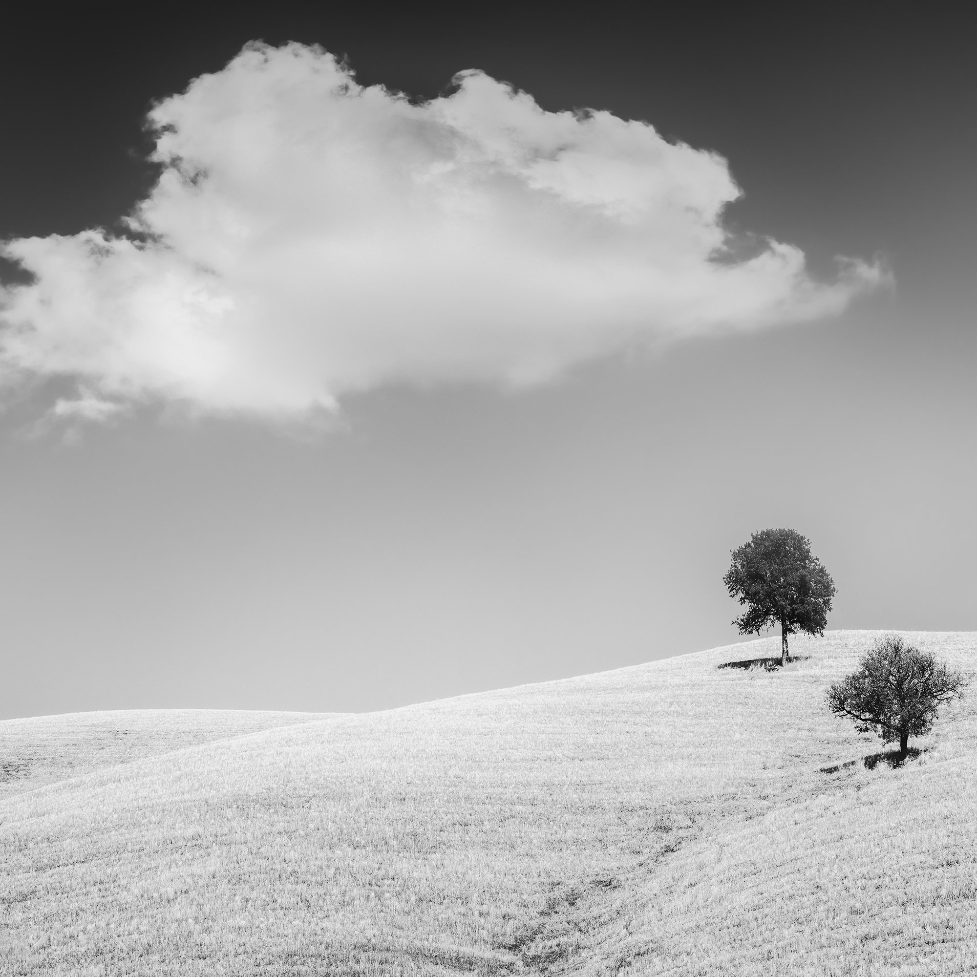 Close-up of the black-and-white fine art print, Rolling Hills with Trees Study 1 – Tuscany, Italy