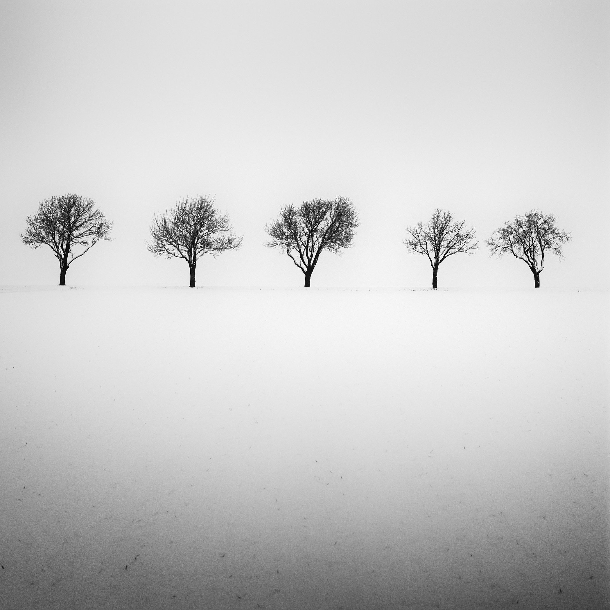 Full view of Five Trees in Snowy Field, an analogue black-and-white photograph made in Austria in 2020 by Gerald Berghammer.
