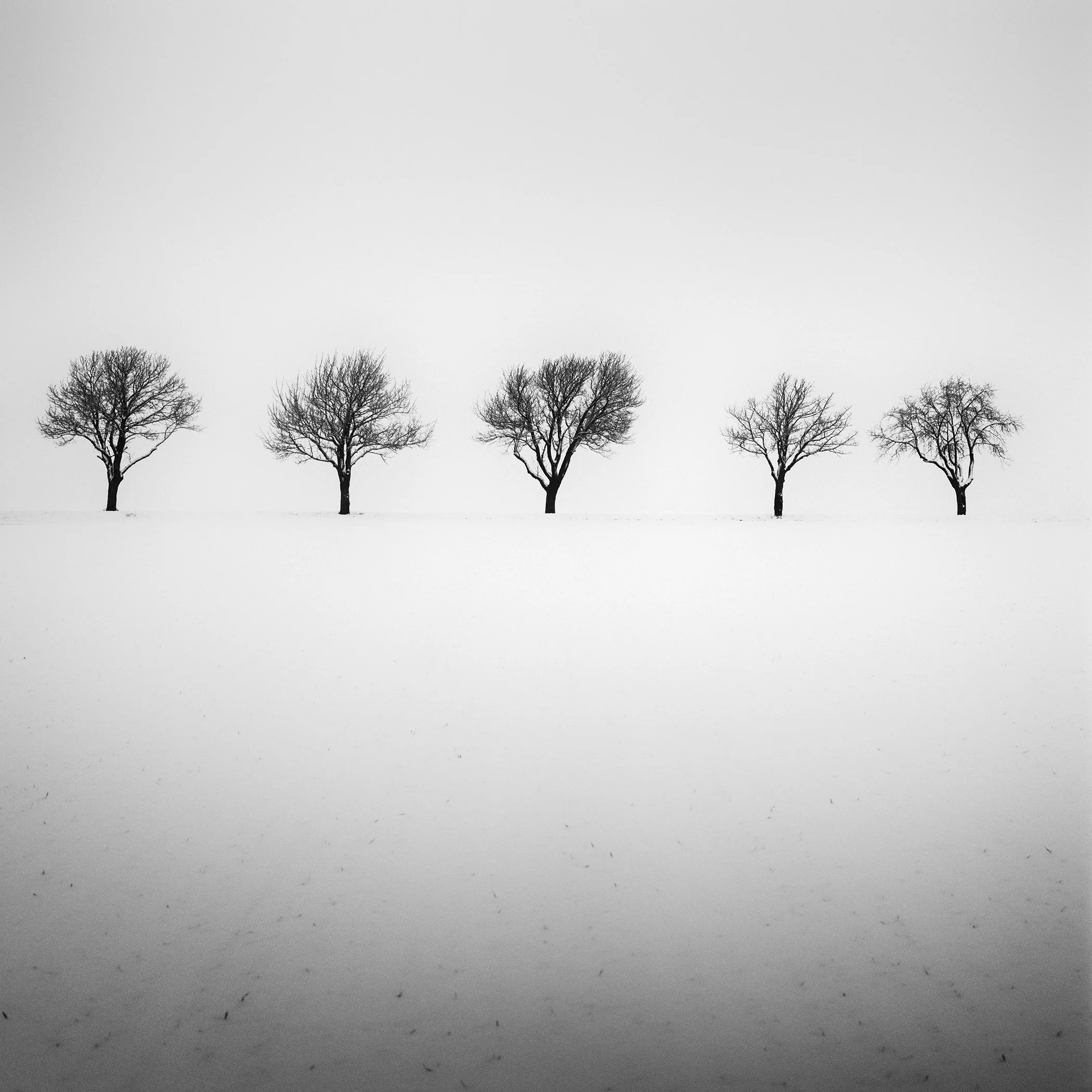 Five bare trees in a snow-covered field, black-and-white minimalist winter landscape