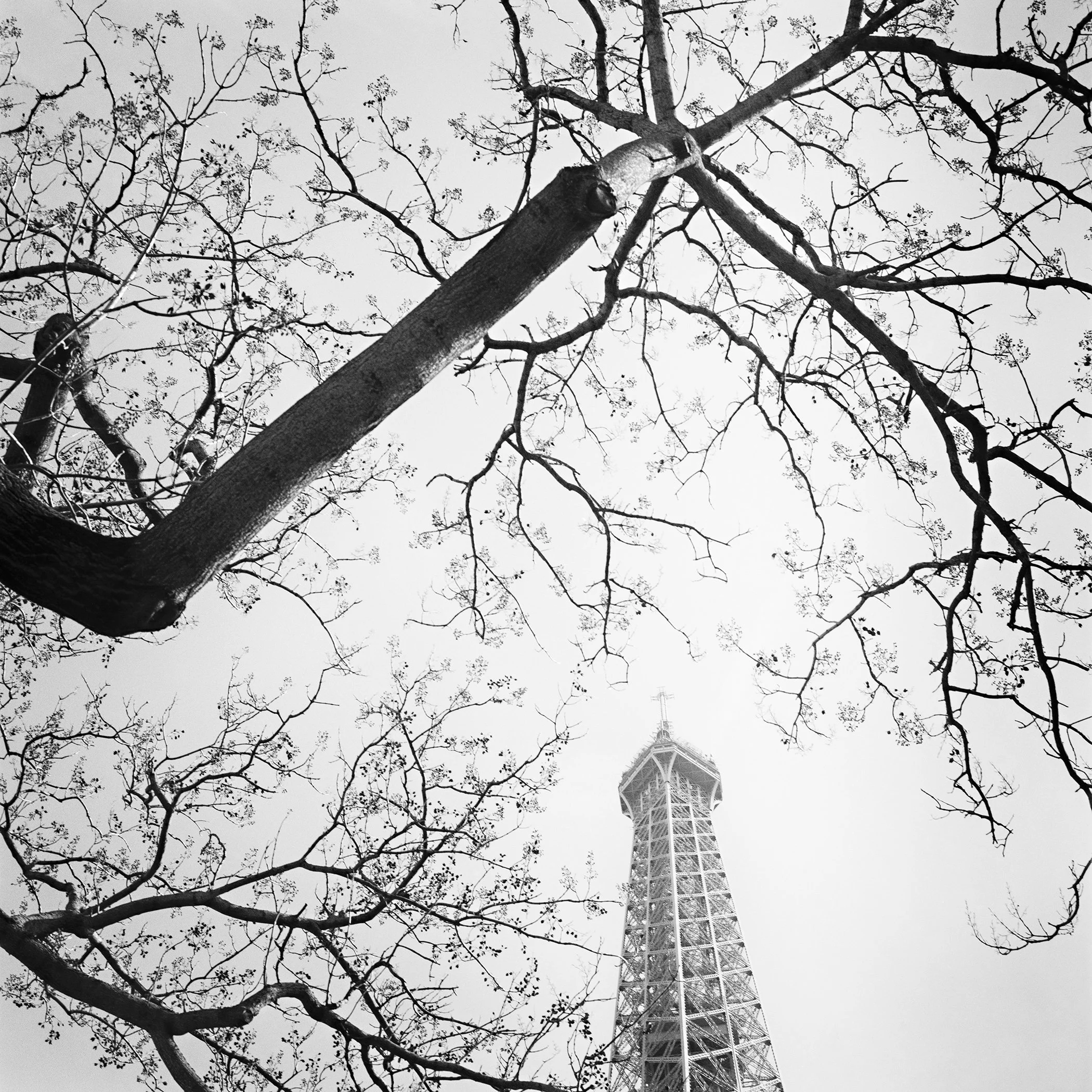 Tree and the Eiffel Tower – black-and-white fine art photograph of the Eiffel Tower framed by tree branches in Paris by Gerald Berghammer