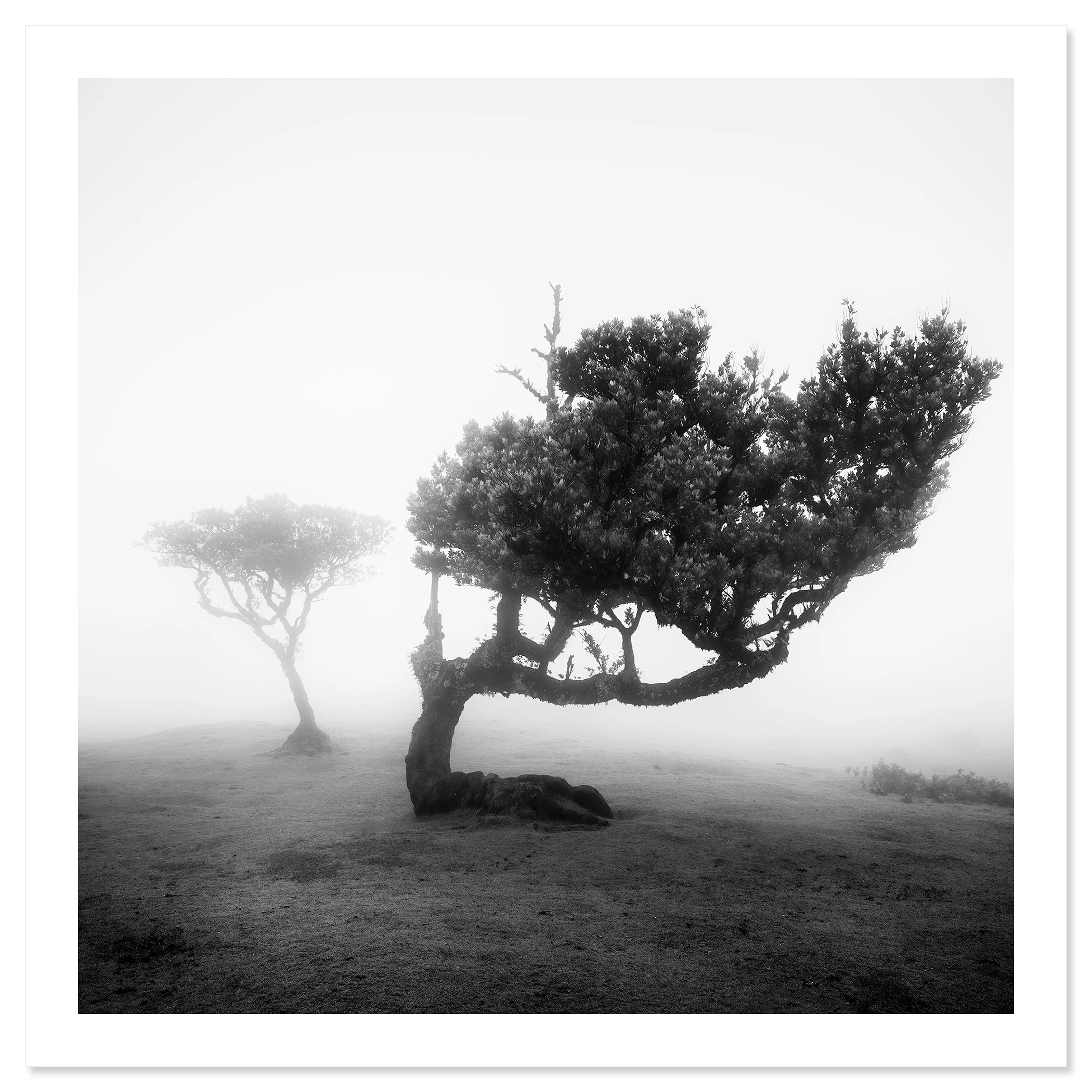 Ancient Laurel Cloud Forest Study 2 as an archival black-and-white fine art print with white border by Gerald Berghammer.