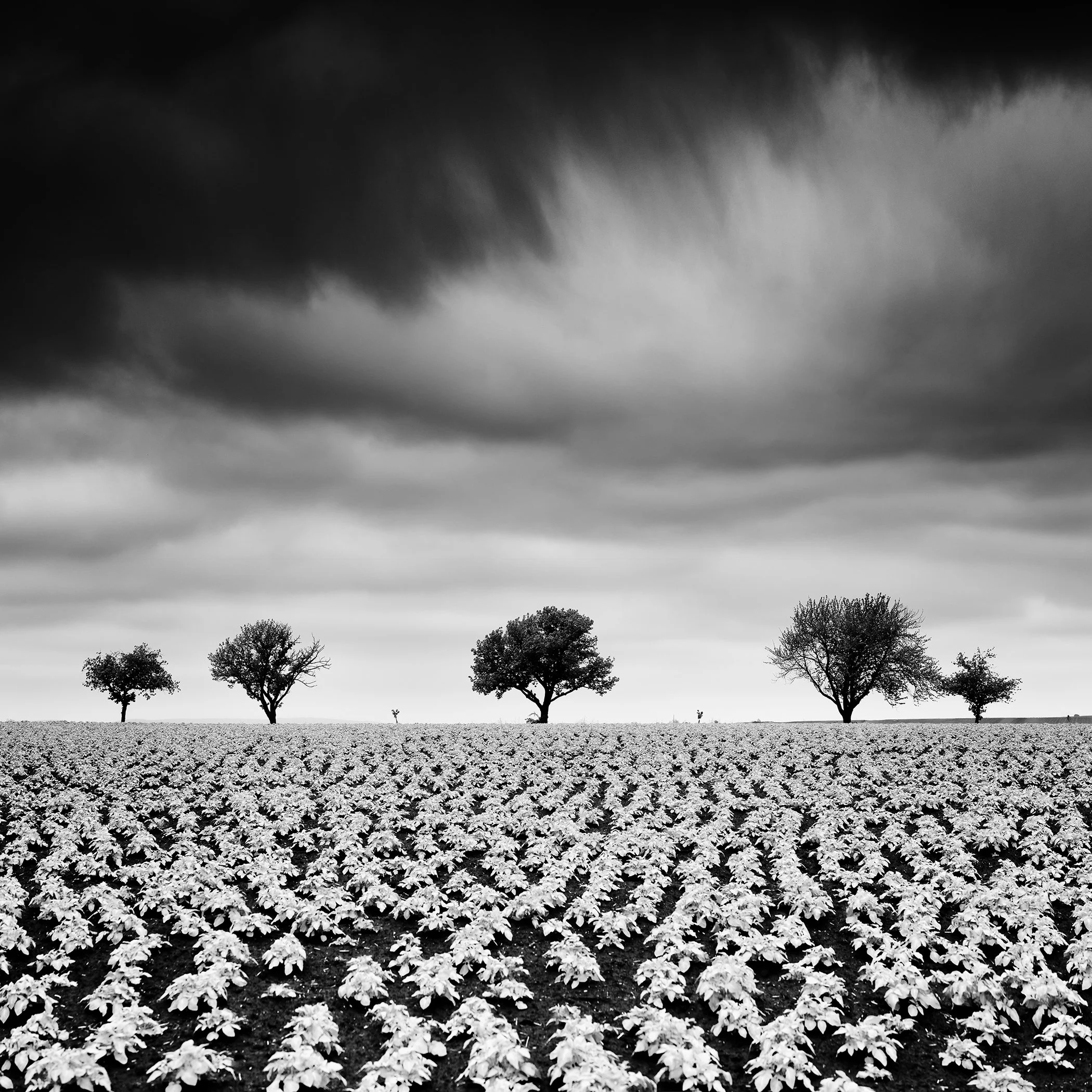 Monochrome landscape photograph showing young potato plants across a wide field with five trees on the horizon under stormy clouds.