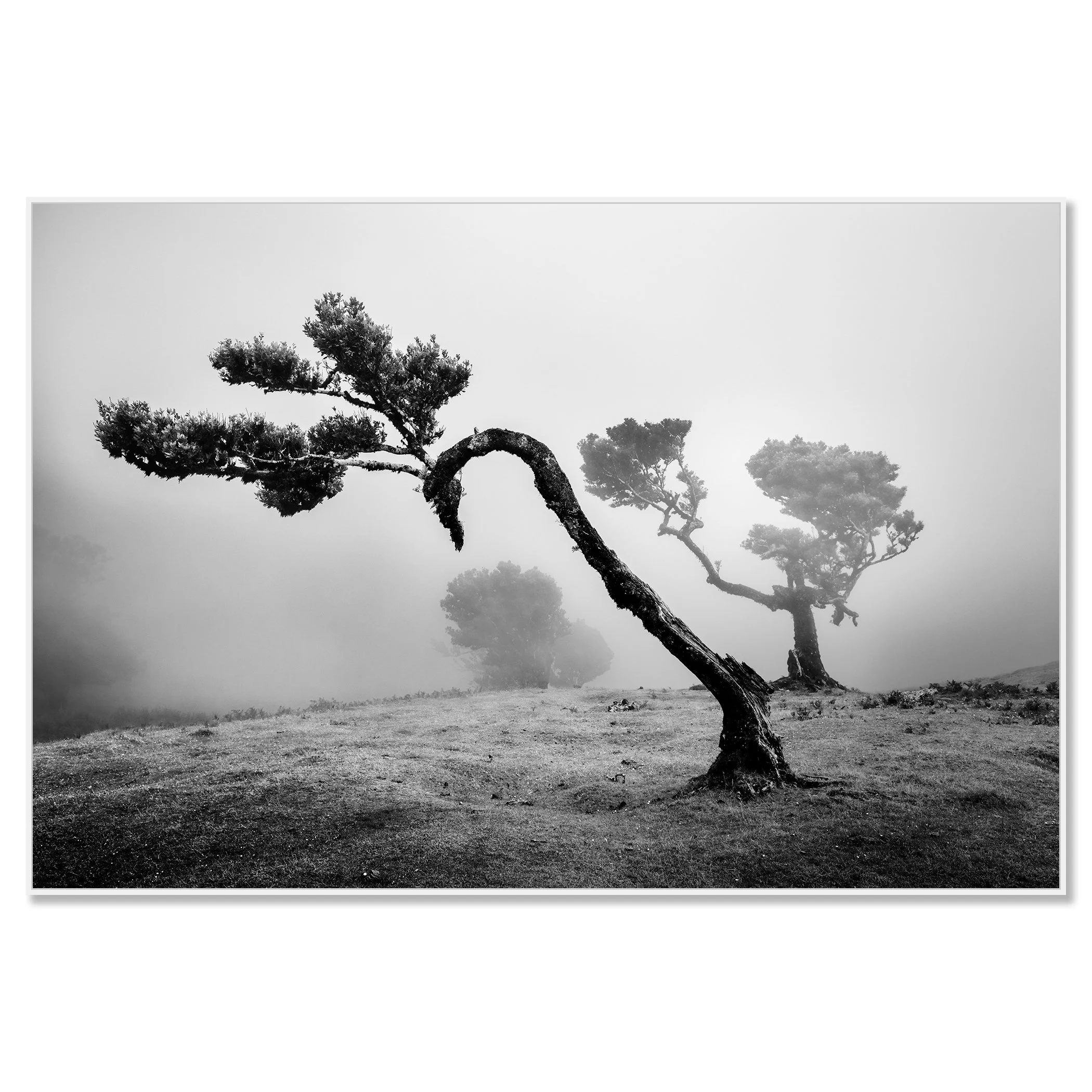 Ancient Laurisilva Forest Study 2 mounted on aluminium Dibond in a white ArtBox frame. Photograph by Gerald Berghammer.