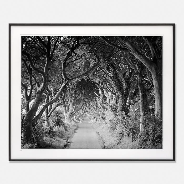 The Dark Hedges Study 3, Ireland, Edition 1/10