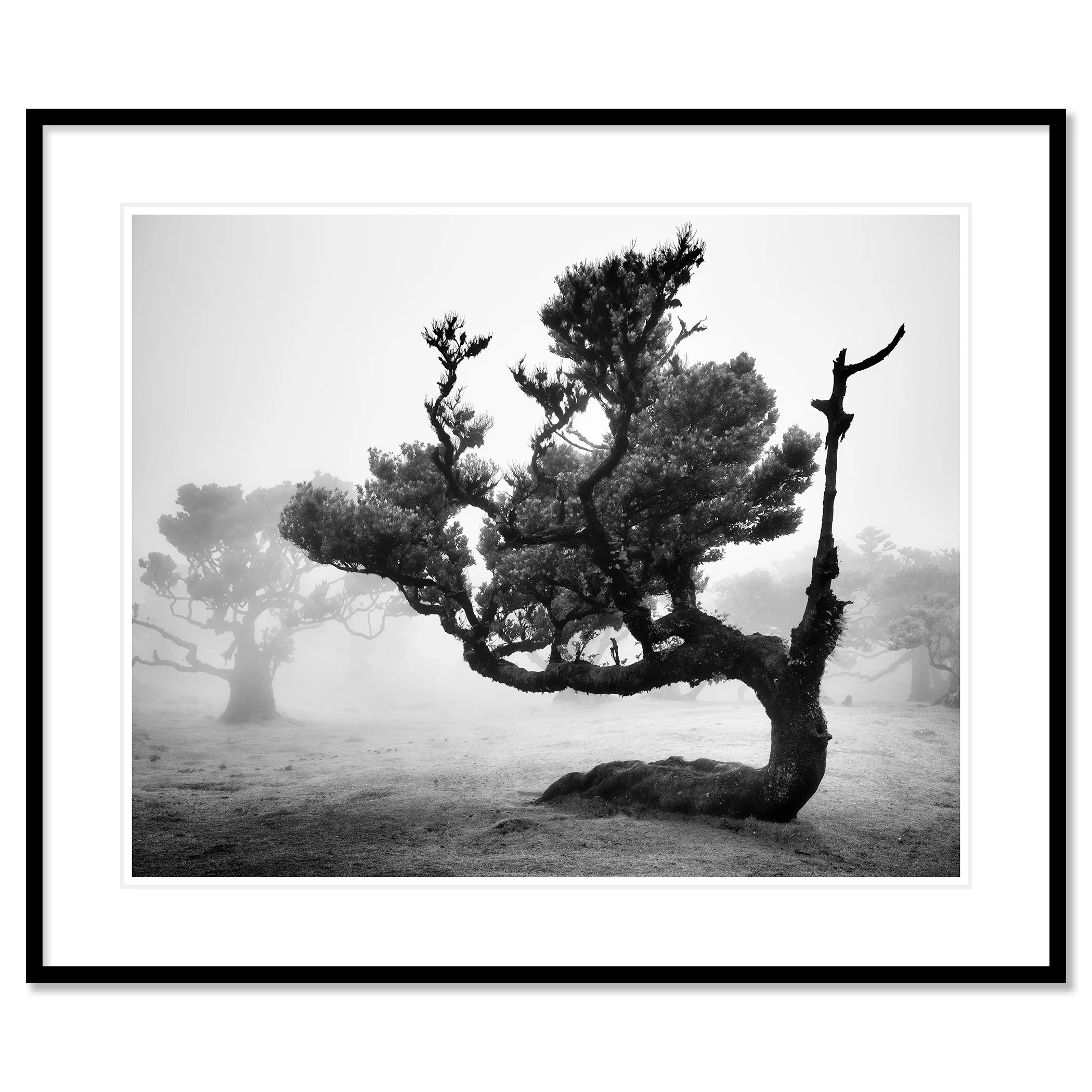 Ancient Laurisilva Forest Study 12 by Gerald Berghammer in a black aluminium frame with a white mount.