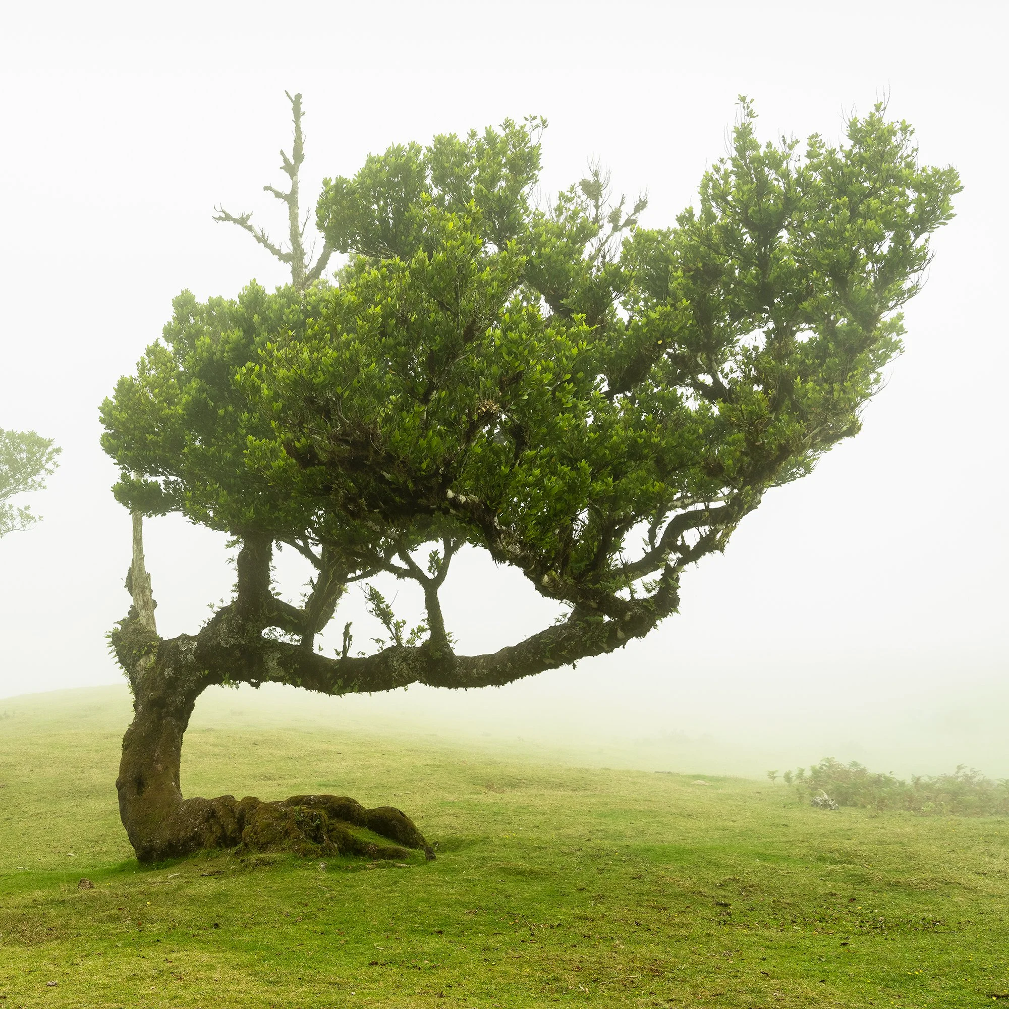 © 2021 Gerald Berghammer - Two windswept trees on a grassy hill enveloped in fog. Print detail 2