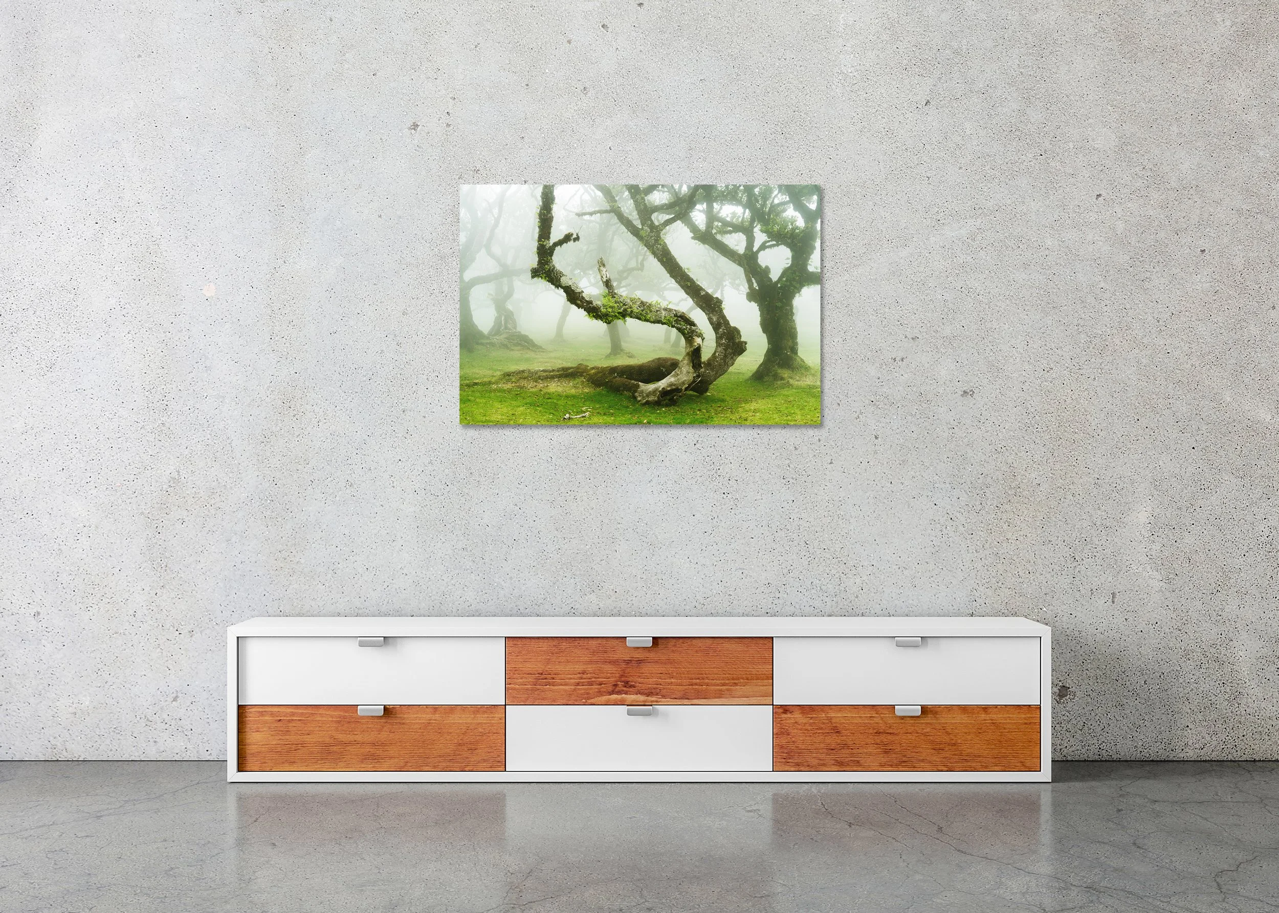 Mystical Twisted Laurel Trees Study 1 displayed in a modern interior as a frameless colour artwork by Gerald Berghammer.