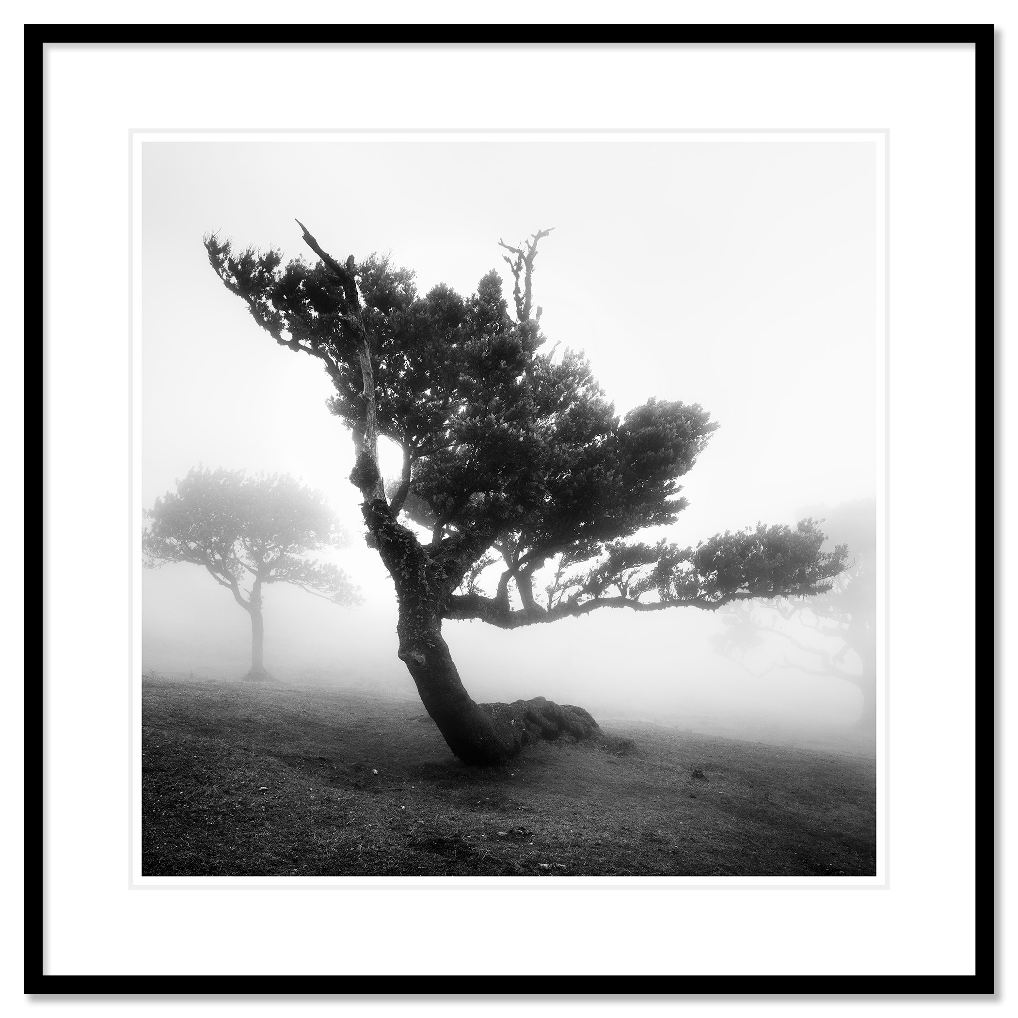 Ancient Laurel Cloud Forest Study 3 by Gerald Berghammer, black-and-white fine art print in a black aluminium frame with white mount.