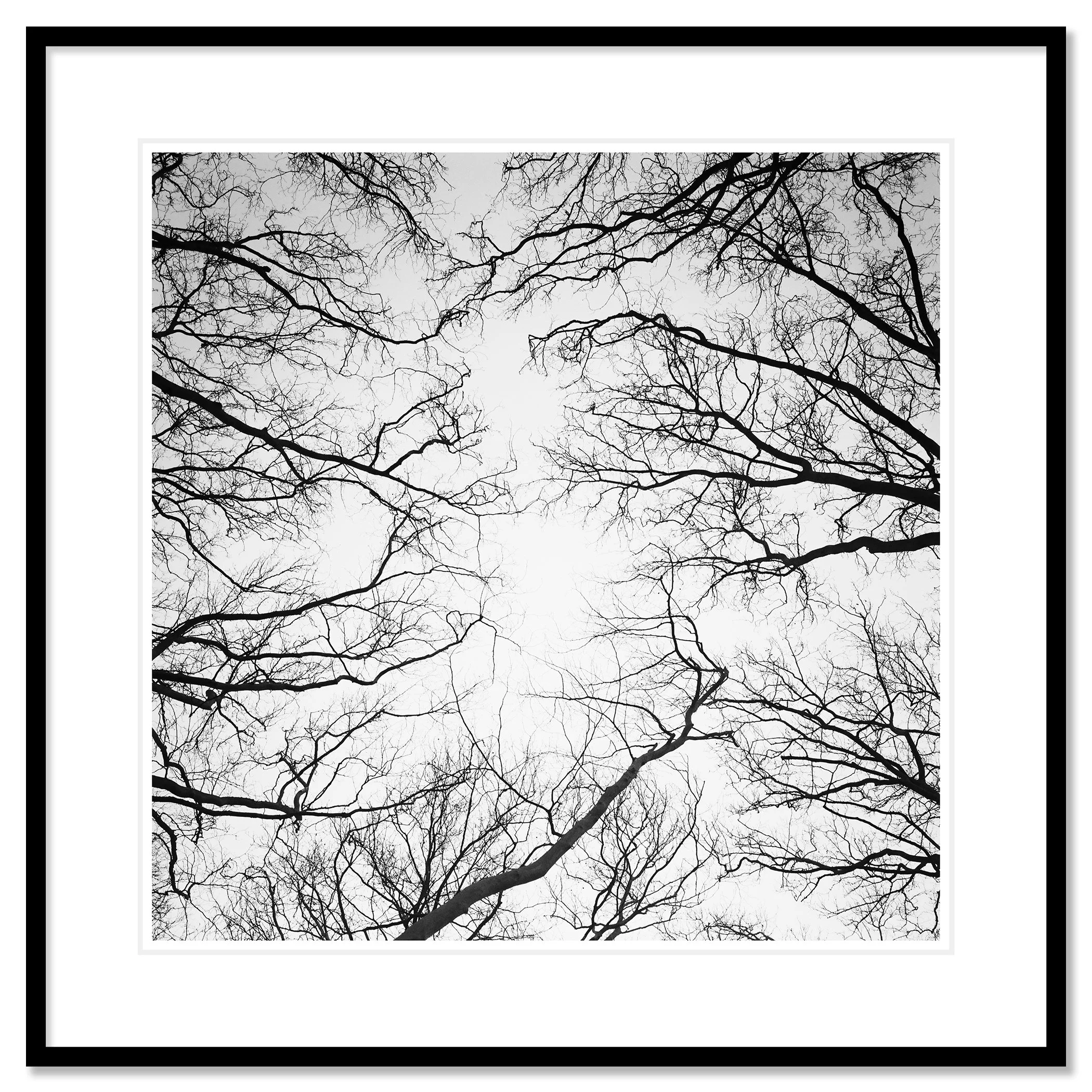 © 2017 Gerald Berghammer - Black and white abstract landscape photography. Leafless tree branches against a gray sky, looking up from the ground, Paris. Classic framed black