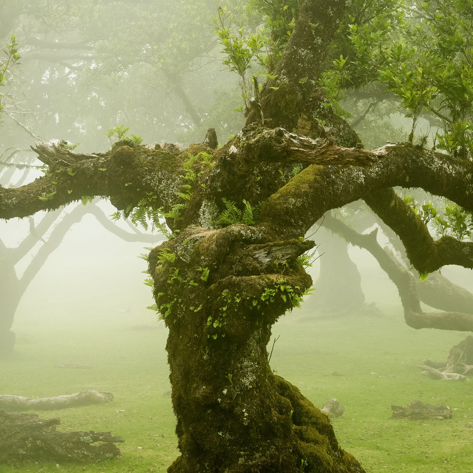© 2021 Gerald Berghammer - A foggy forest of ancient, twisted trees with vibrant green leaves and moss-covered trunks. Print detail 3