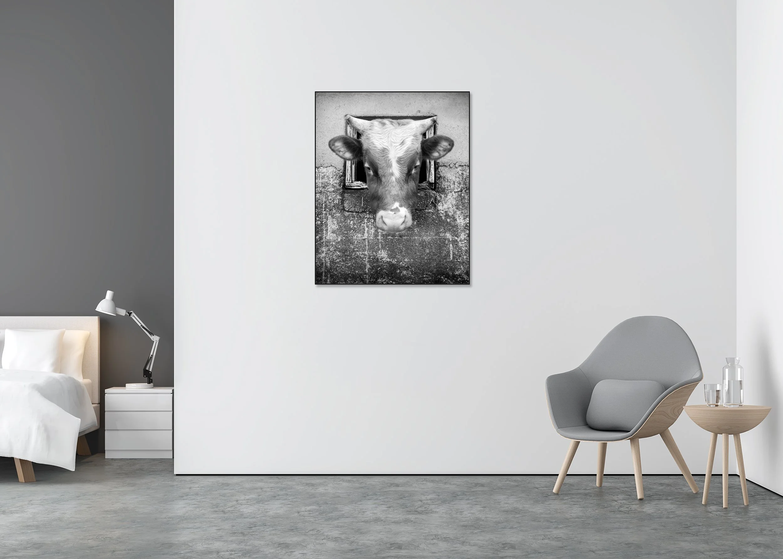 The Curious Cow, Study 1 – black-and-white fine art photograph in an aluminium ArtBox displayed in a contemporary interior.