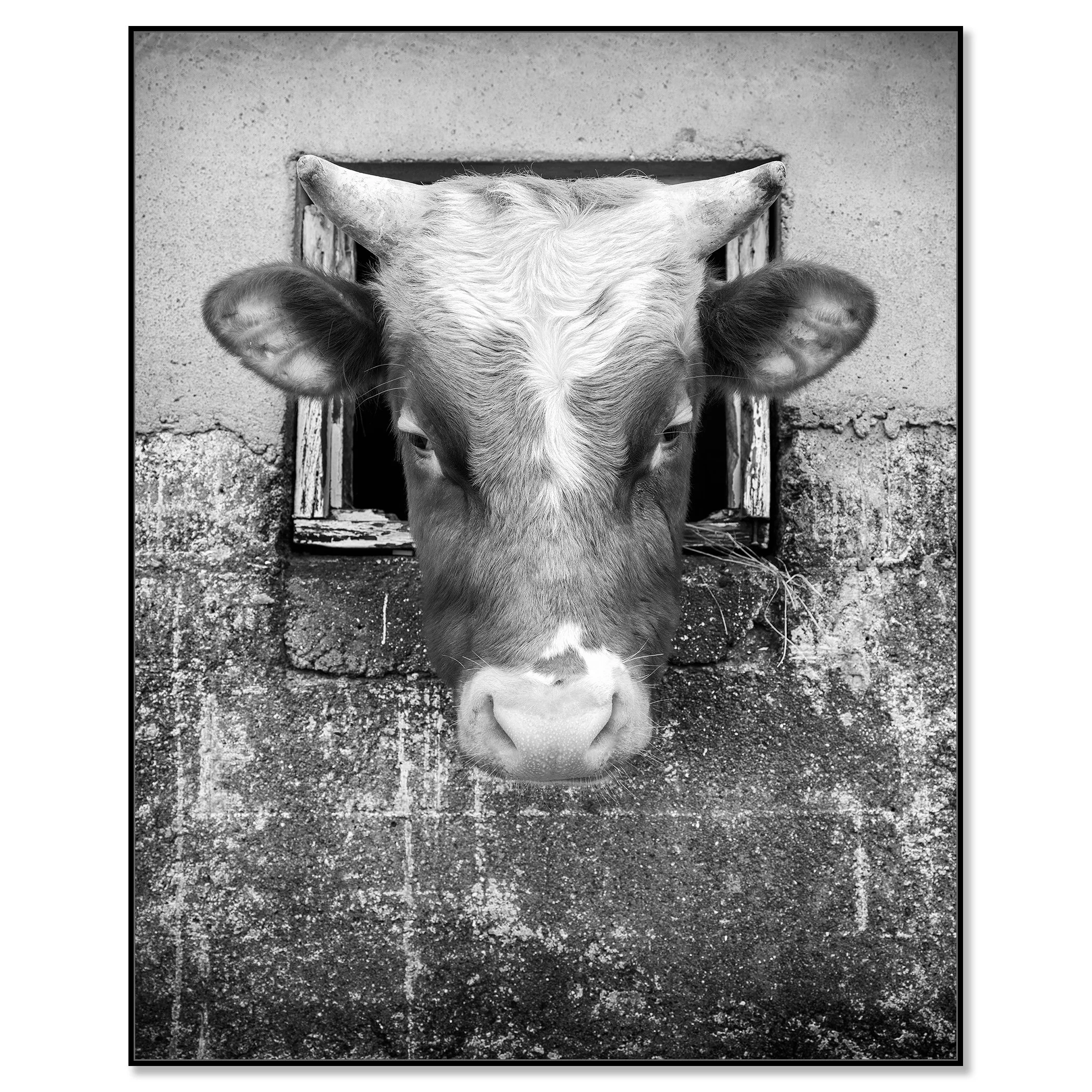 The Curious Cow, Study 1 – black-and-white photograph in a black aluminium ArtBox frame.