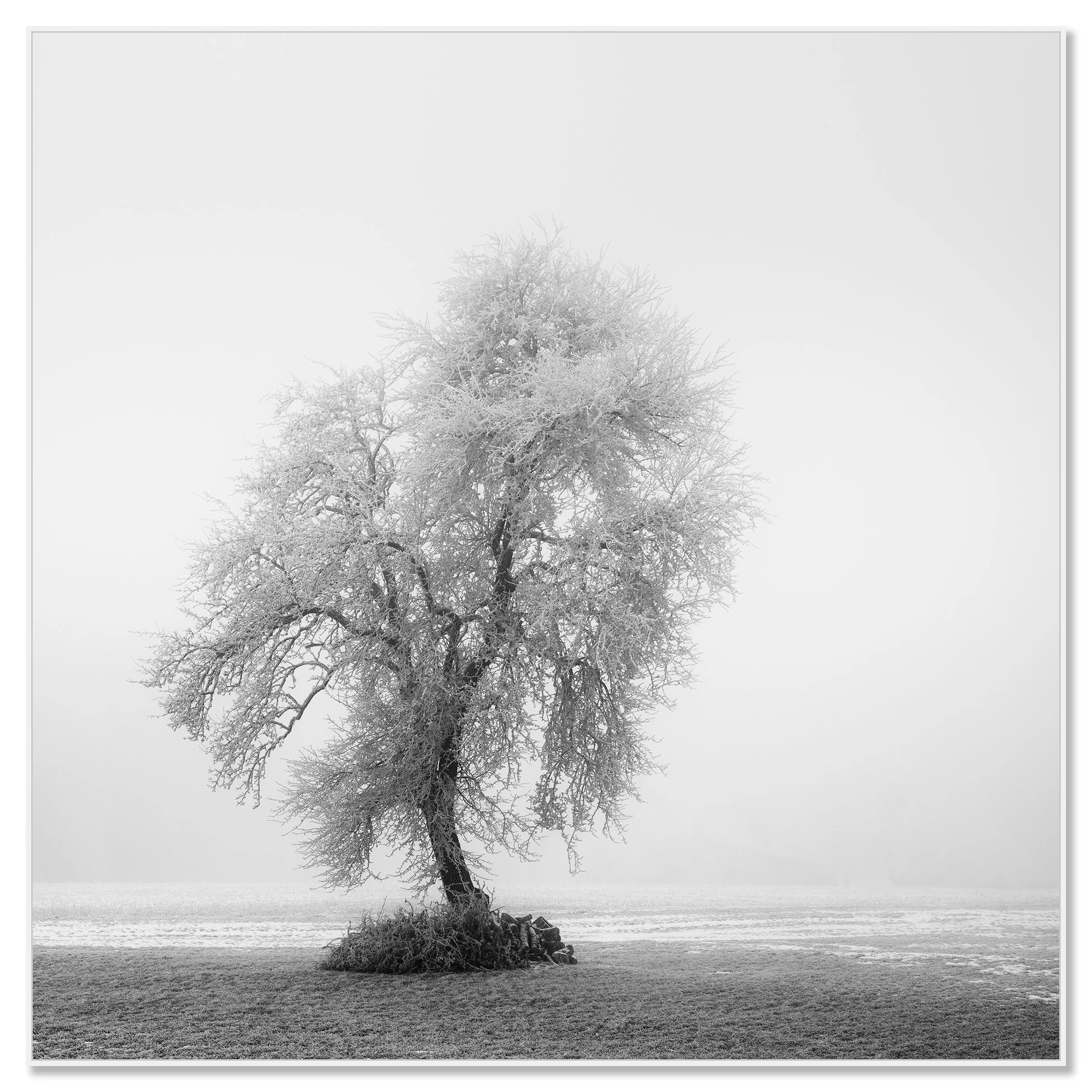 Frozen Farmland Study 2 by Gerald Berghammer, black-and-white winter tree photograph presented in a white aluminium ArtBox frame.