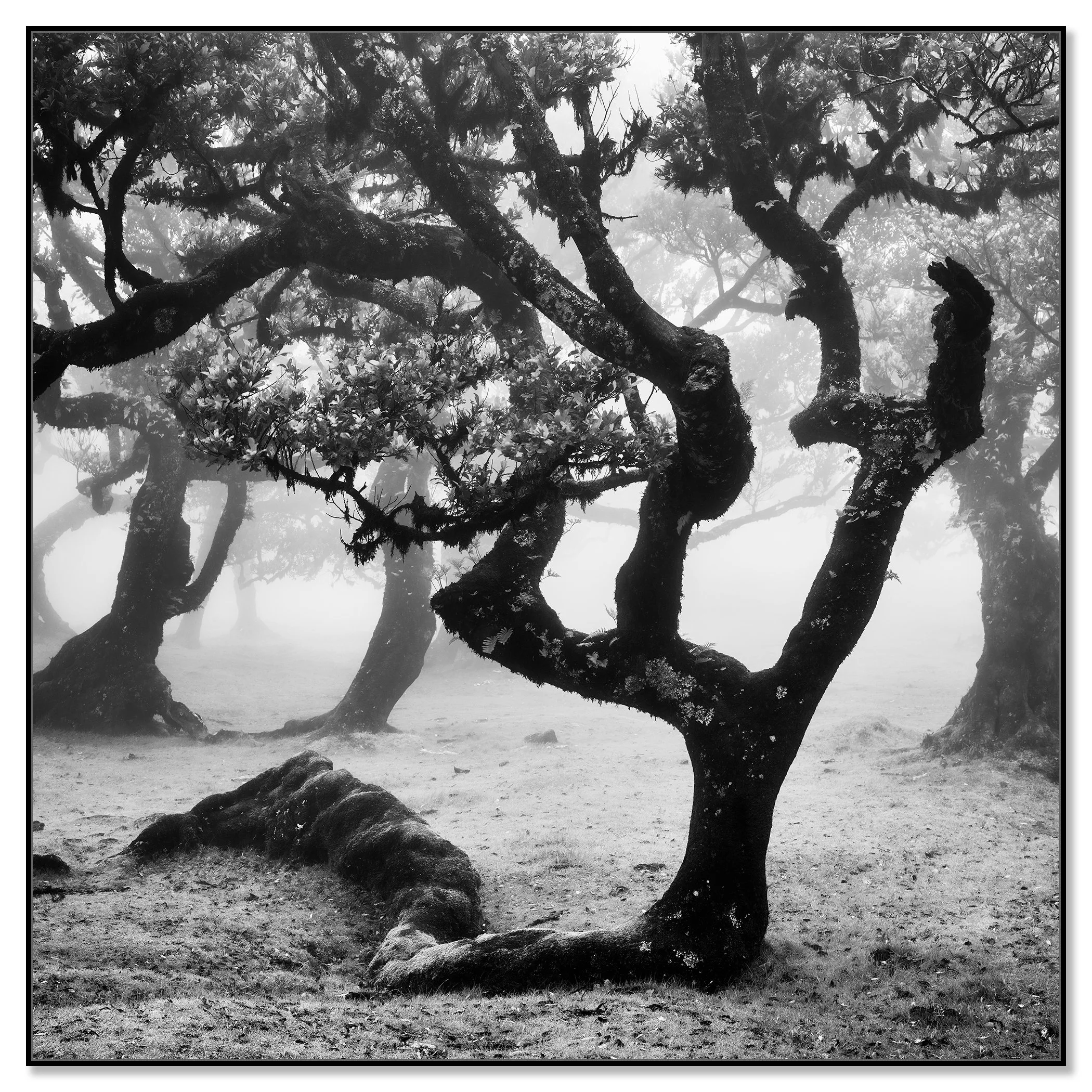 Black-and-white photograph of twisted trees enveloped in mist within Madeira’s atmospheric landscape – framed ArtBox black