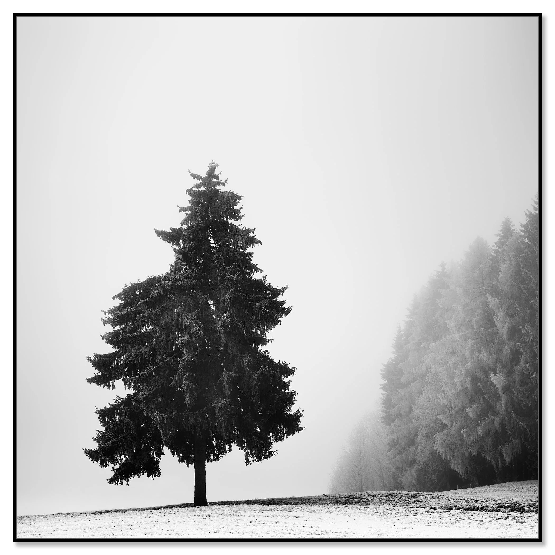 Solitary fir tree on a snowy landscape with fog and a dense forest to the right – framed ArtBox black