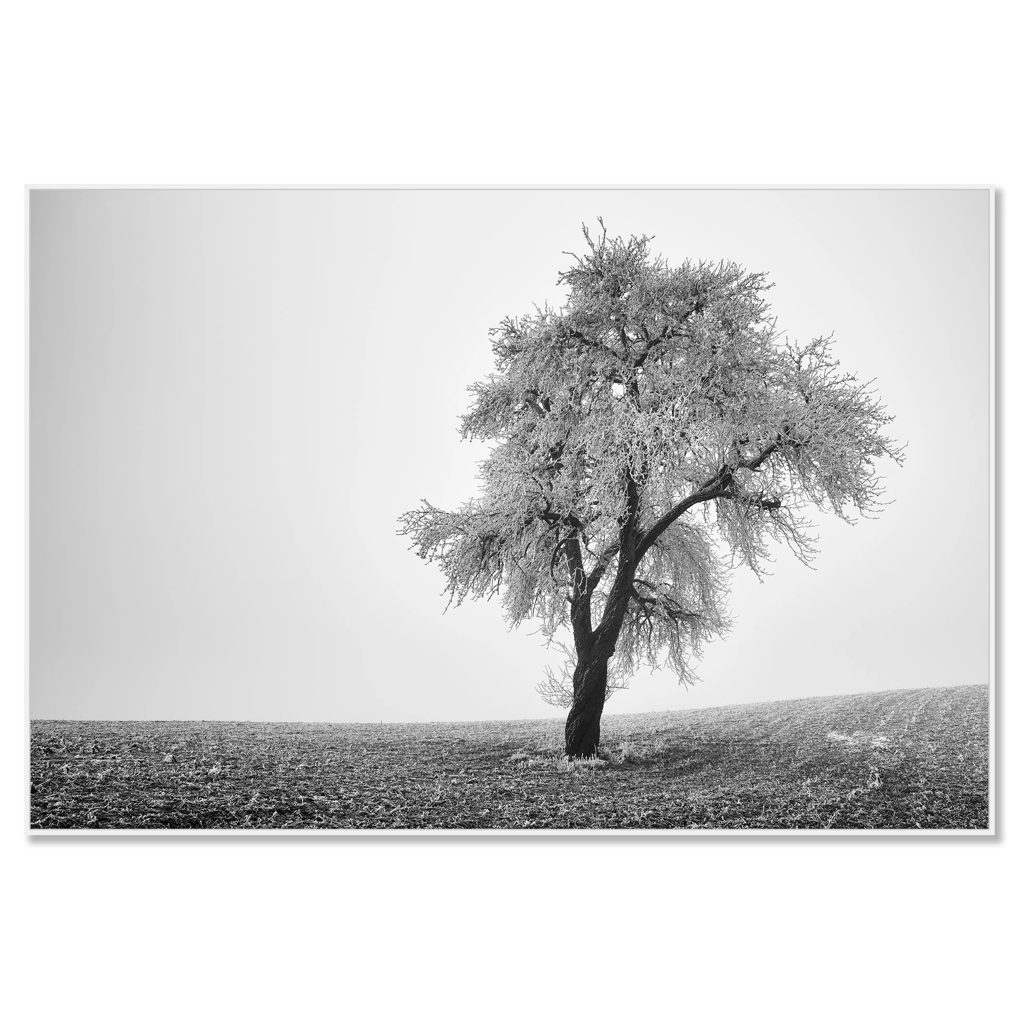 Black-and-white photo of a solitary tree on a gently sloping field under an overcast sky – framed ArtBox white