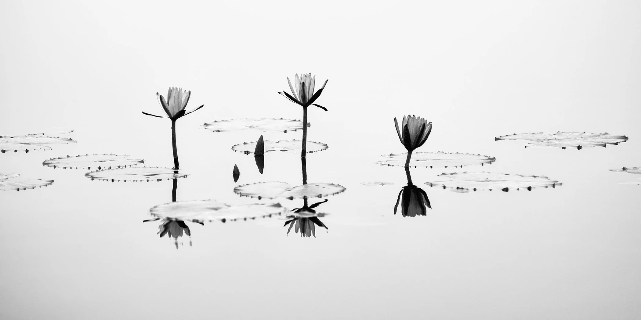 Minimalist monochrome image of three lotus flowers rising above still water with reflections