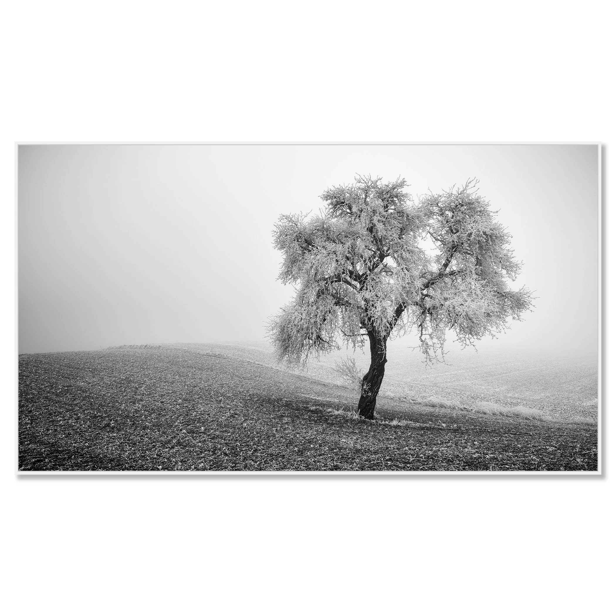 Solitary tree covered in frost on a foggy hillside, monochrome nature scene – framed ArtBox white