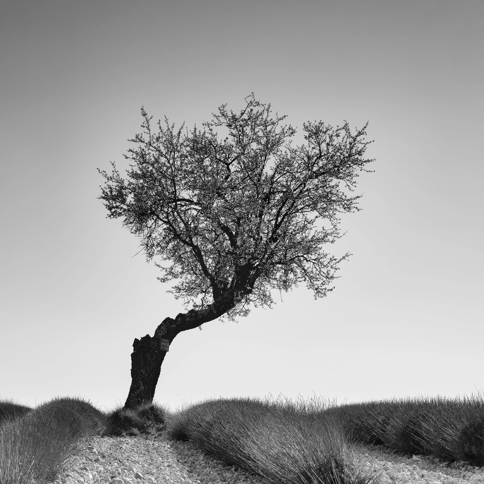 Detail of Tree in a Stony Lavender Field Study 1 showing the solitary tree rising above the stony lavender field in Provence.