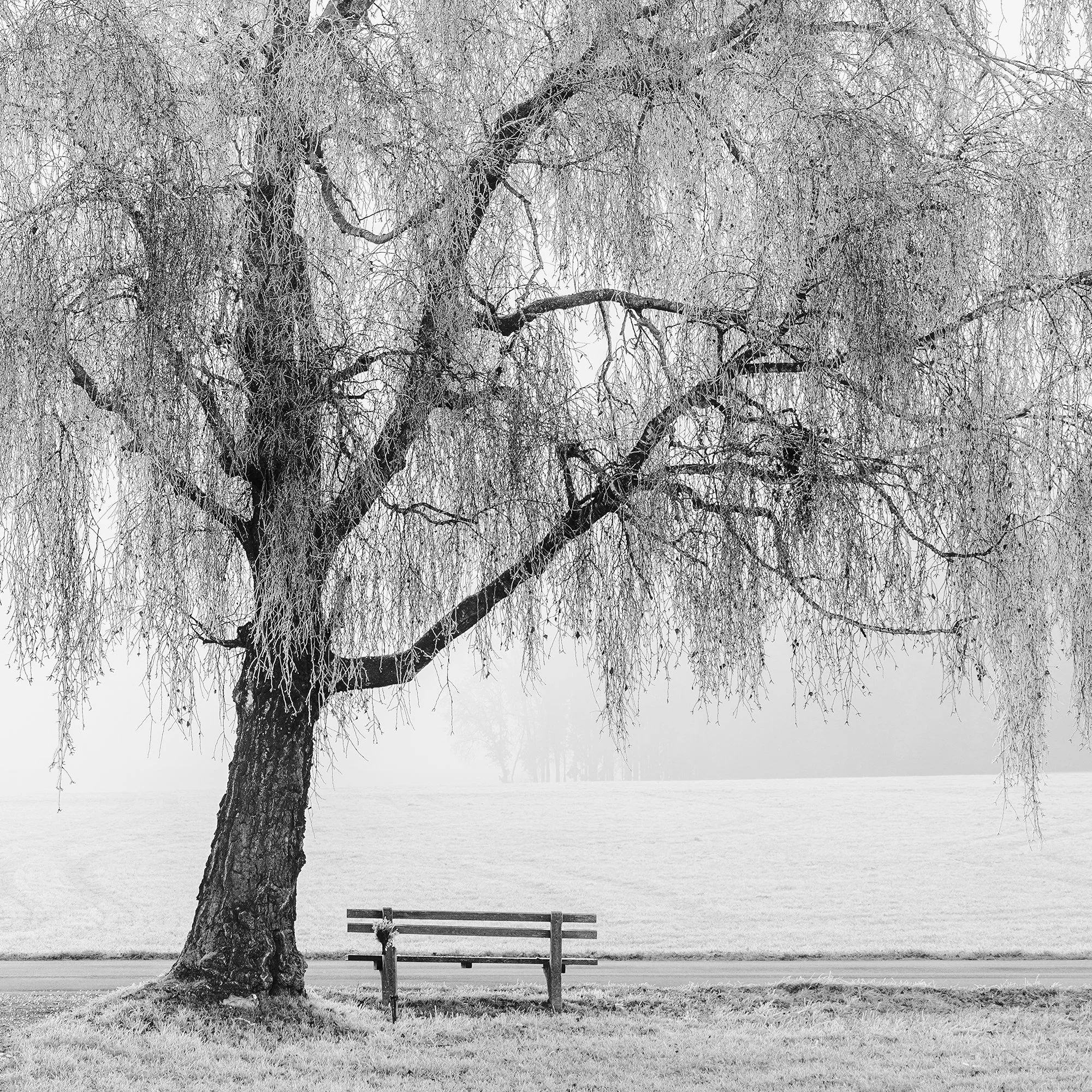 Close-up detail of Place to Linger, Winter Study 1 showing the frost-covered tree and solitary bench by Gerald Berghammer.