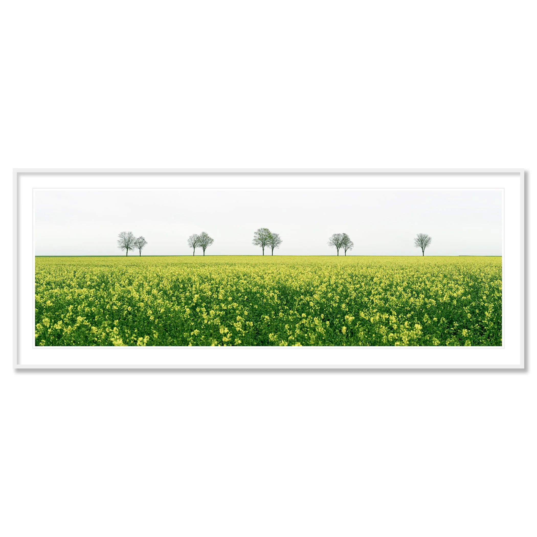 © 2023 Gerald Berghammer - Color landscape photography. A vast green field filled with yellow flowers, with leafless trees in the distance under a cloudy sky. Classic framed white