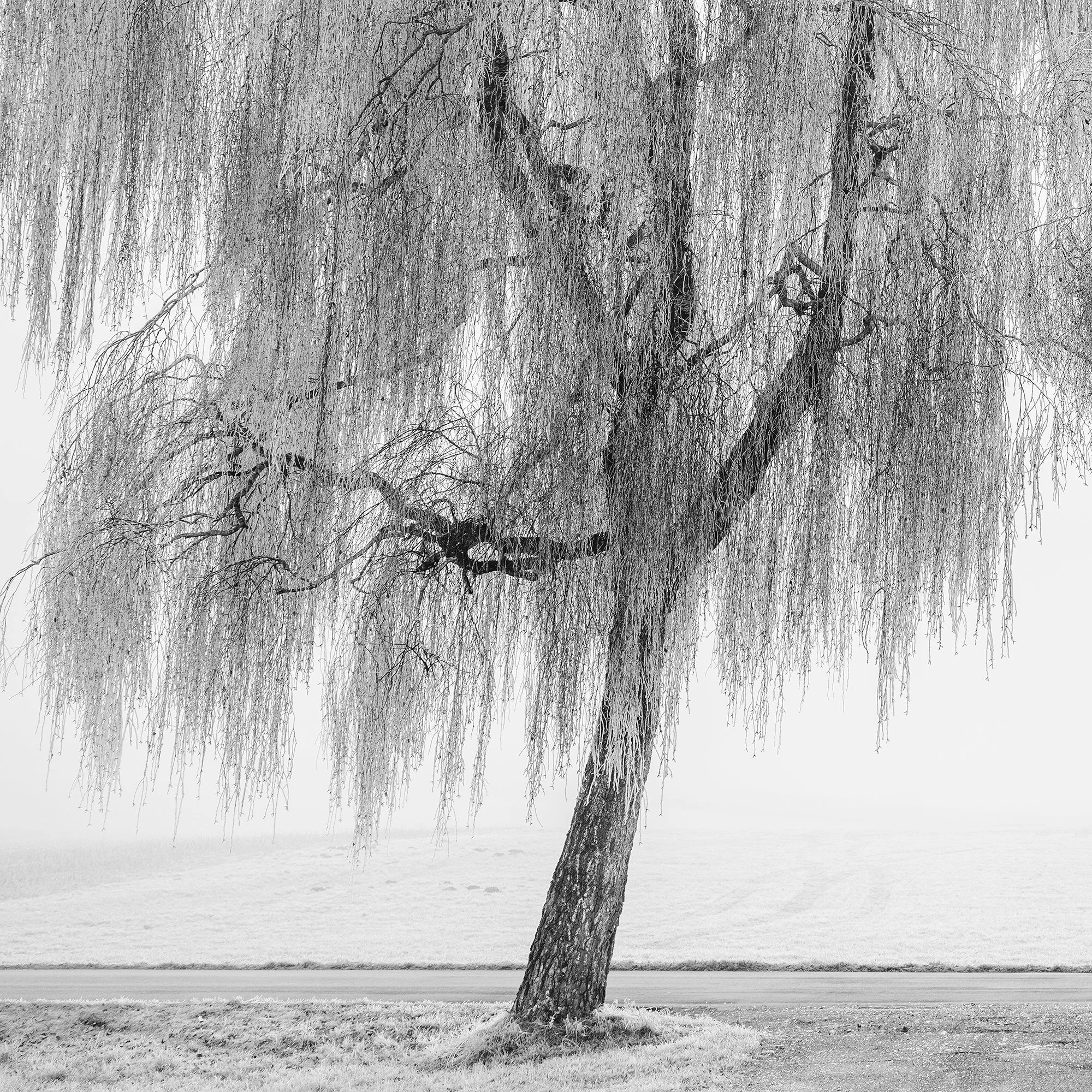 © 2025 Gerald Berghammer - Black and white landscape photography. Two leafless trees near a park bench on a foggy day, with a dirt path leading towards the trees. Print detail 3