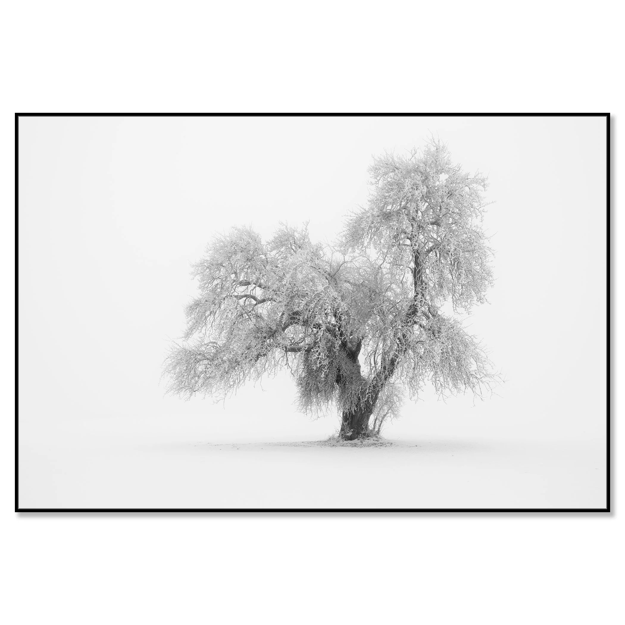 Minimalist Winter Tree Study 1 – Austria, black-and-white photo print on Dibond in a black aluminium ArtBox frame.