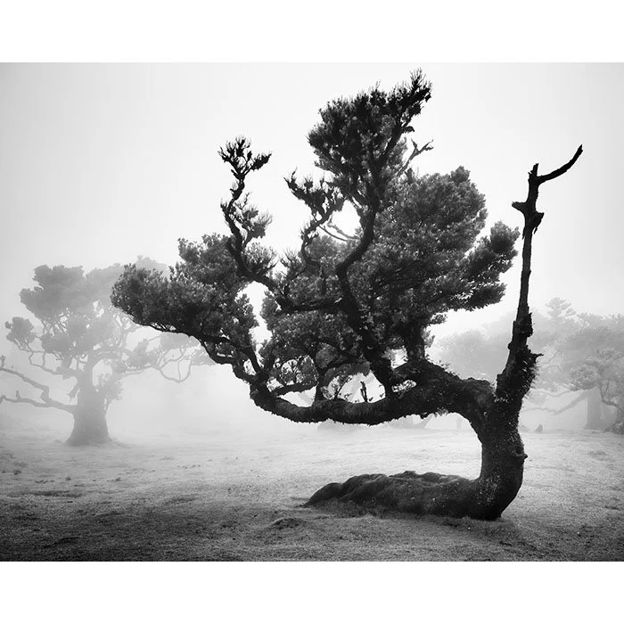 Ancient Laurisilva Forest, Study 12 – Portugal | Gerald Berghammer