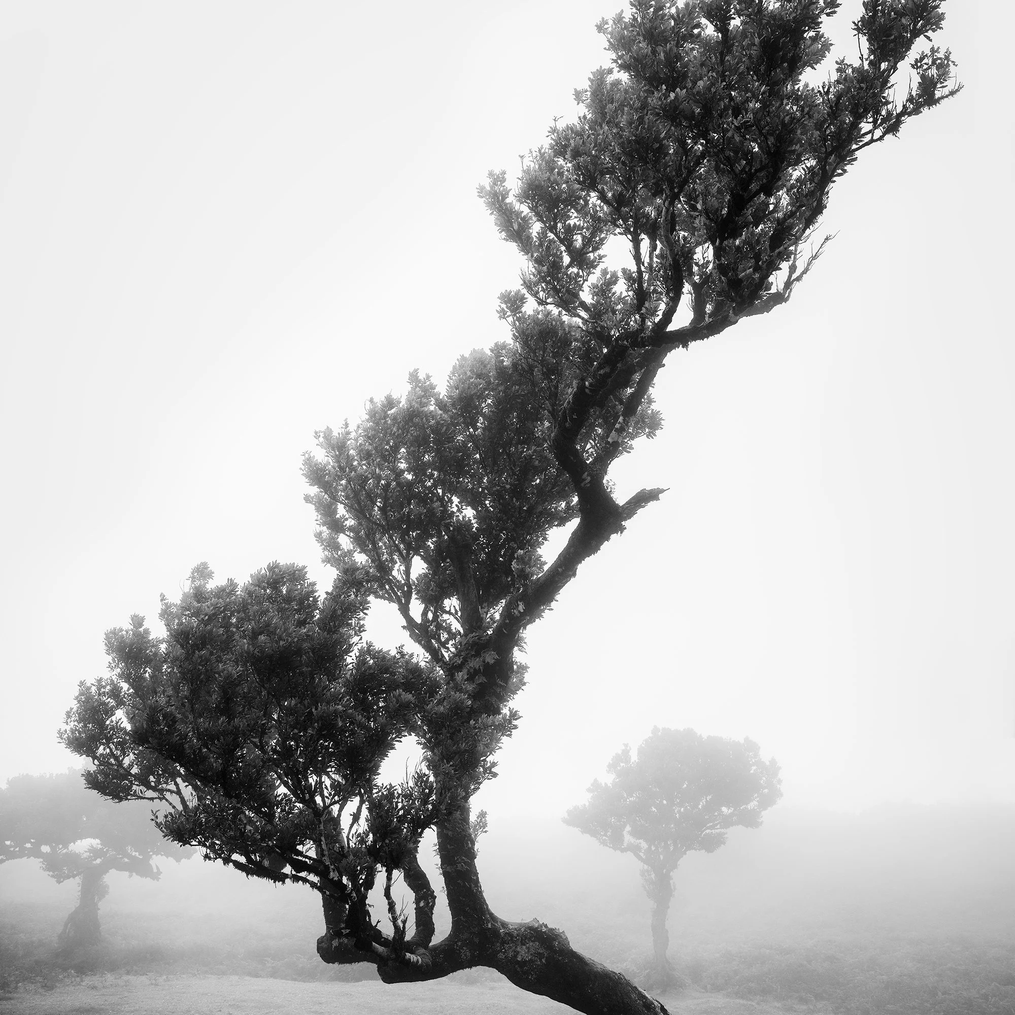Close-up of the sculptural branches and foliage of a wind-shaped laurel tree in Madeira by Gerald Berghammer.
