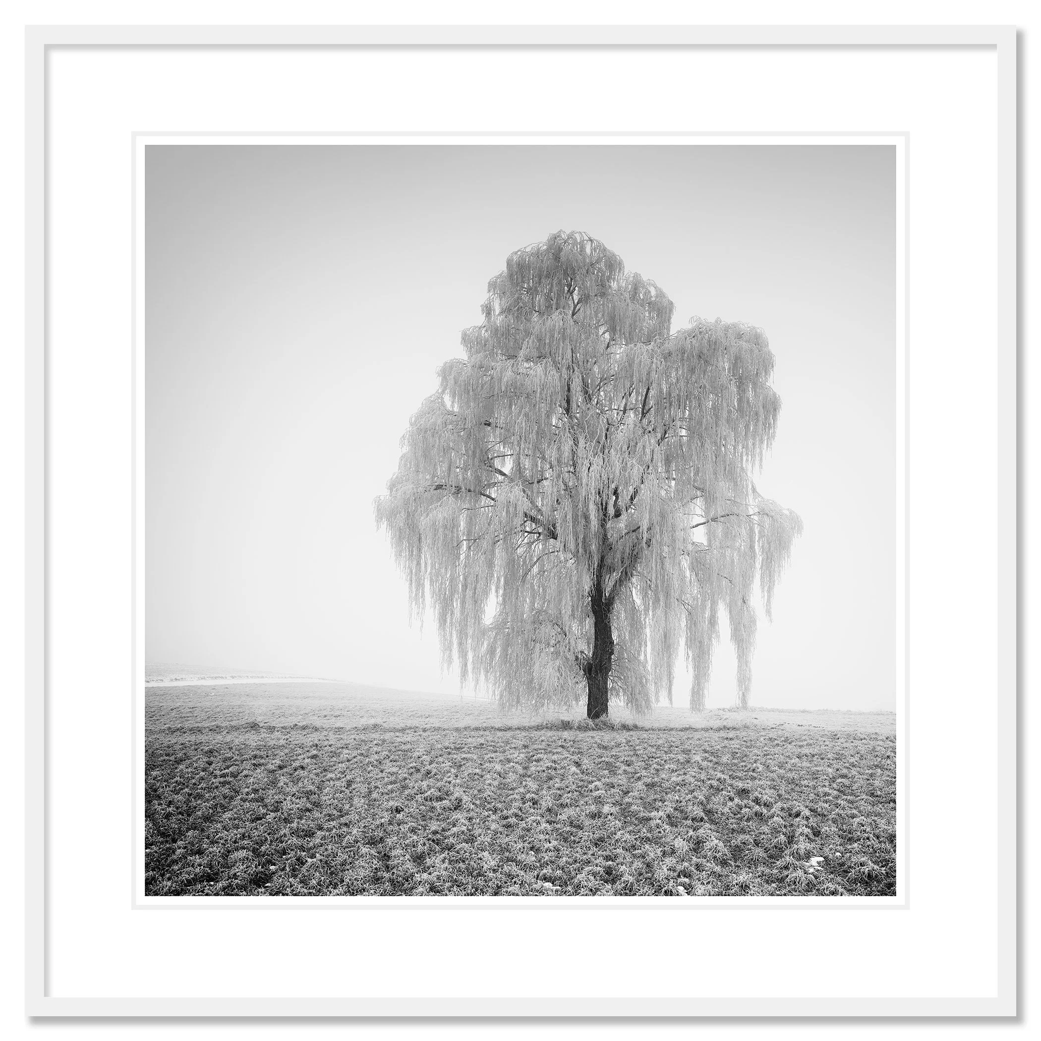 Frozen Willow Tree Study 1 as an archival pigment print with a white mount in a white aluminium frame by Gerald Berghammer.