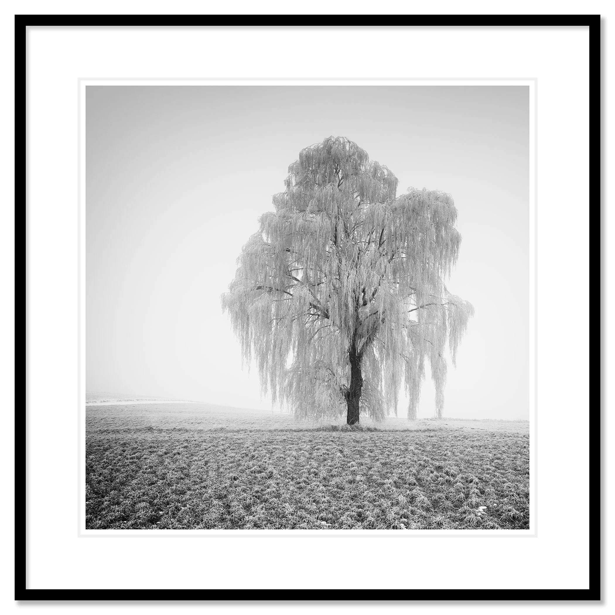 Frozen Willow Tree Study 1 as an archival pigment print with a white mount in a black aluminium frame by Gerald Berghammer.