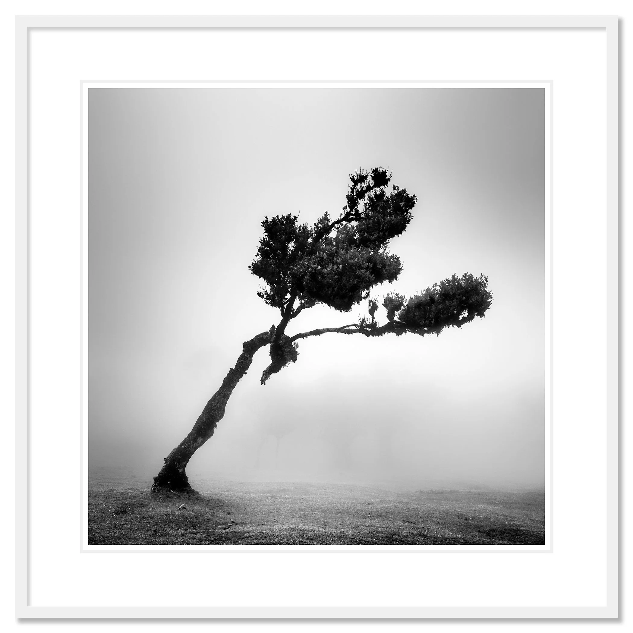 Deer in Fairy Forest Study 1 displayed as an archival pigment print in a white aluminium frame with a white mount by Gerald Berghammer.