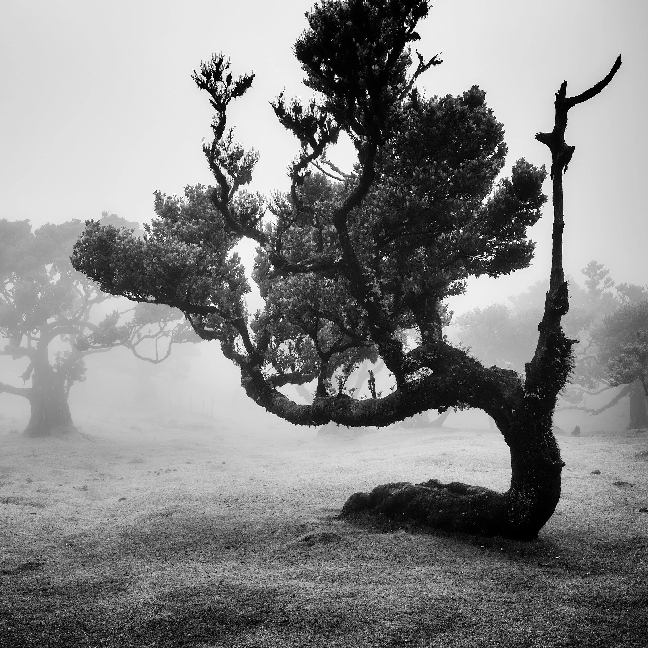 Ancient Laurisilva foggy forest tree monochrome fine art photograph by Gerald Berghammer