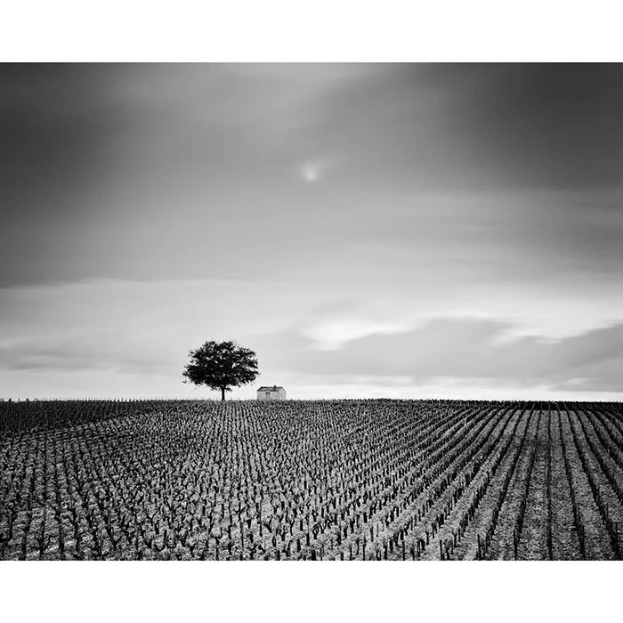 Champagne Paradise Study 2 – France | Gerald Berghammer