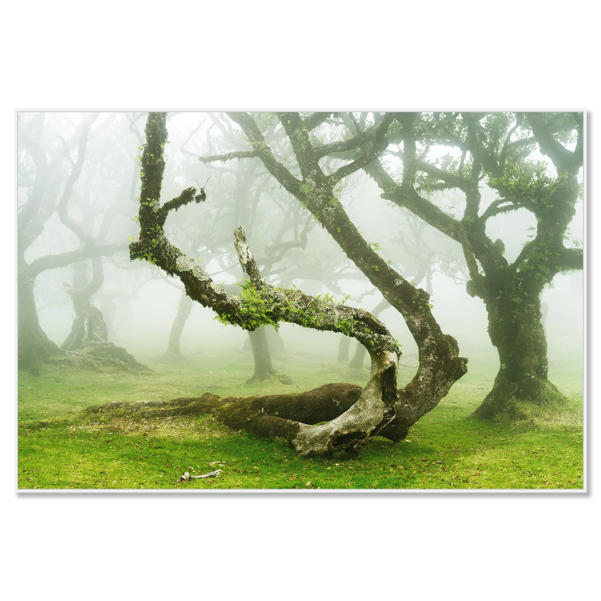 Gerald Berghammer - Color Fine Art Landscape Photography. Misty forest with twisted, moss-covered laurel trees and green grass, Fanal, Madeira. Chromaluxe framed white