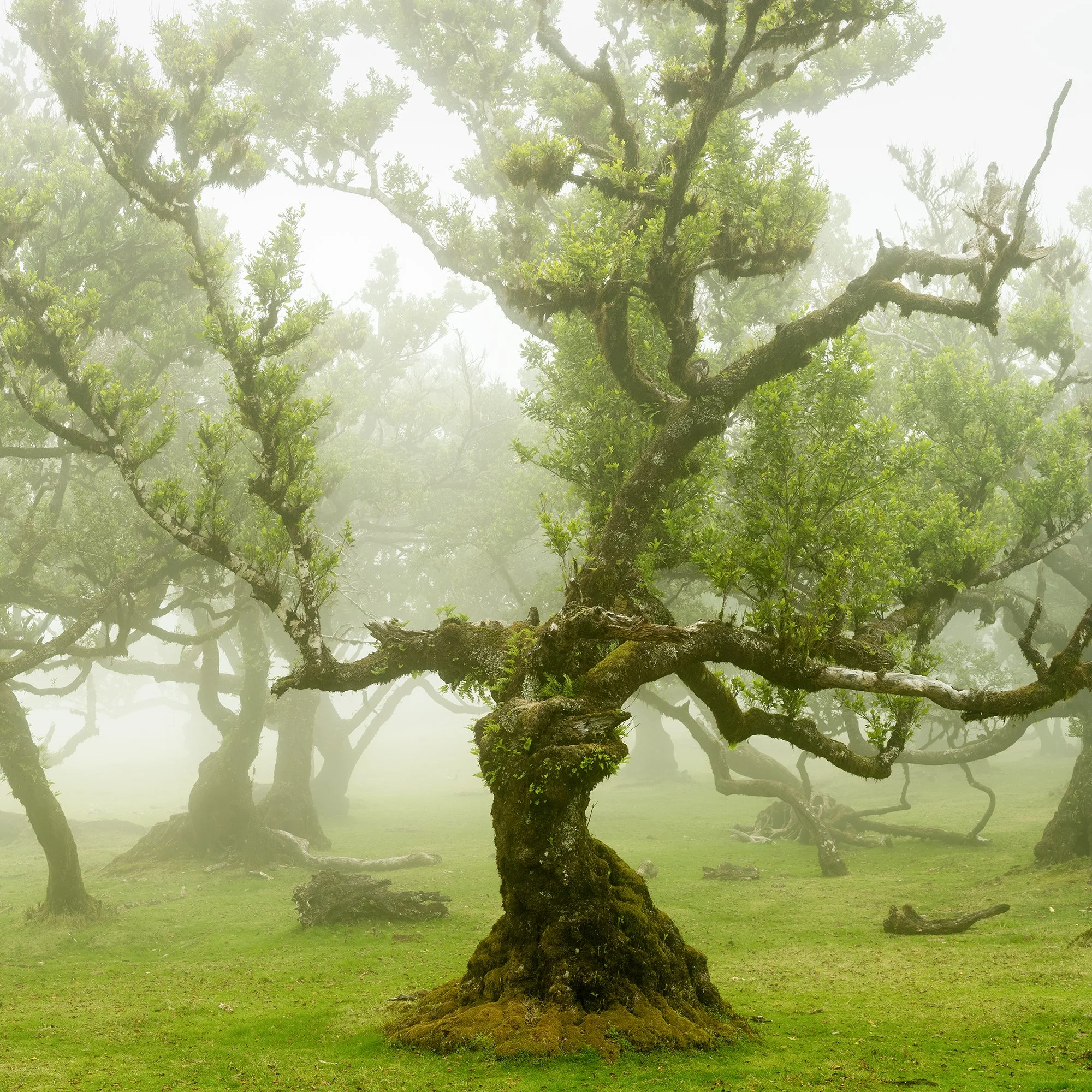 © 2021 Gerald Berghammer - A foggy forest of ancient, twisted trees with vibrant green leaves and moss-covered trunks. Print detail 2
