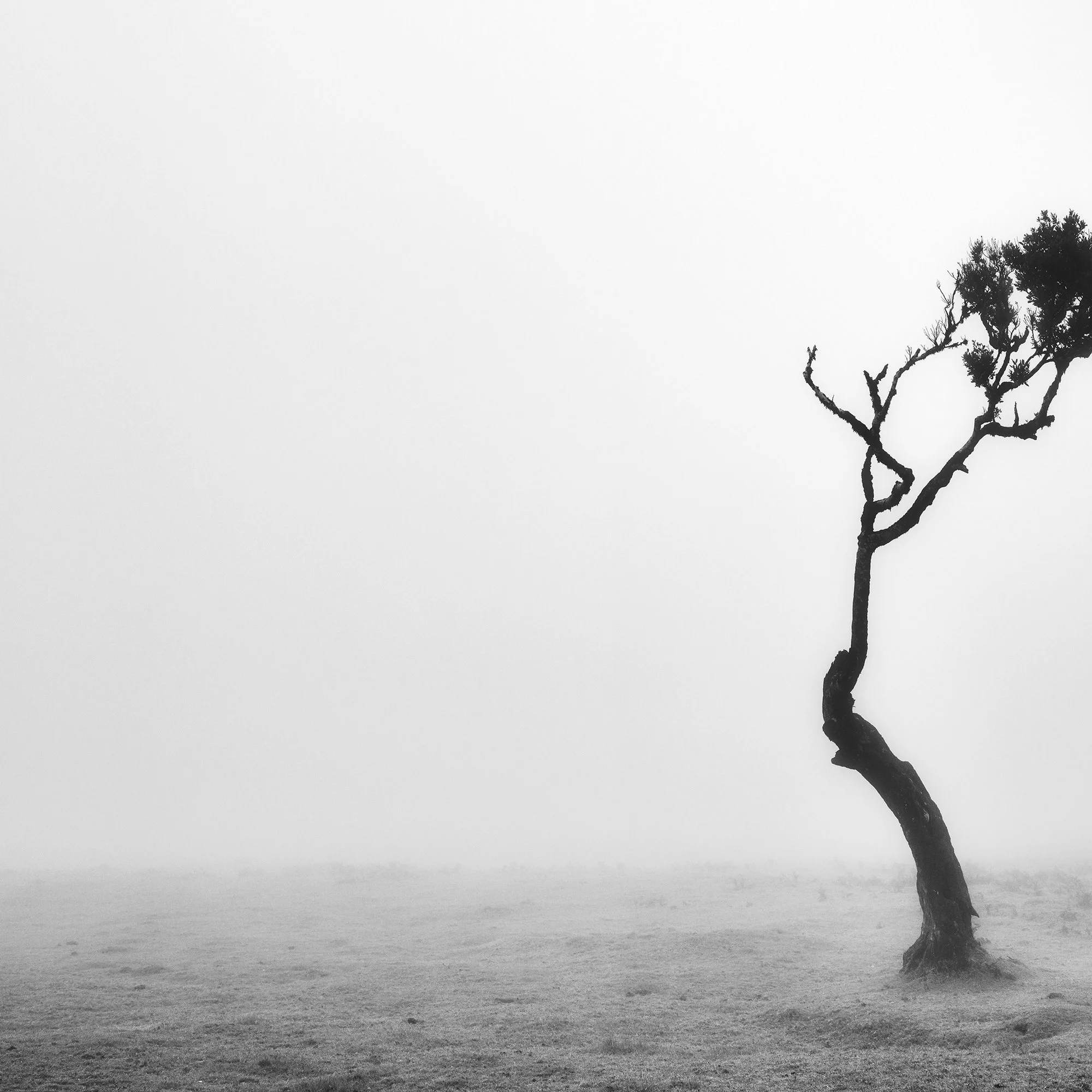 Detail of the curved trunk of a solitary windswept tree in Fanal Forest, Madeira, Portugal, by Gerald Berghammer.
