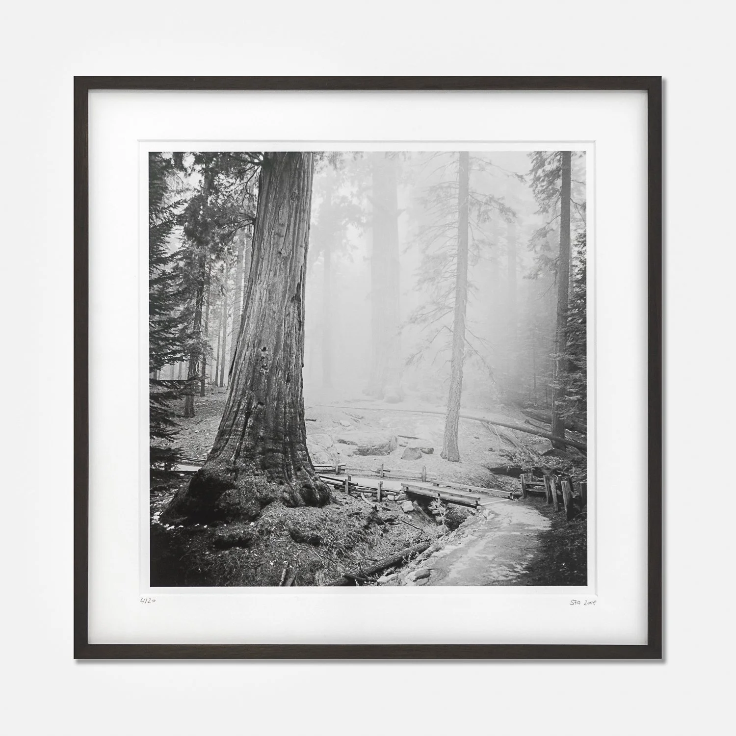 Redwood Study 2 by Gerald Berghammer, framed black-and-white forest photograph with a dark-brown wooden frame and white archival mount.