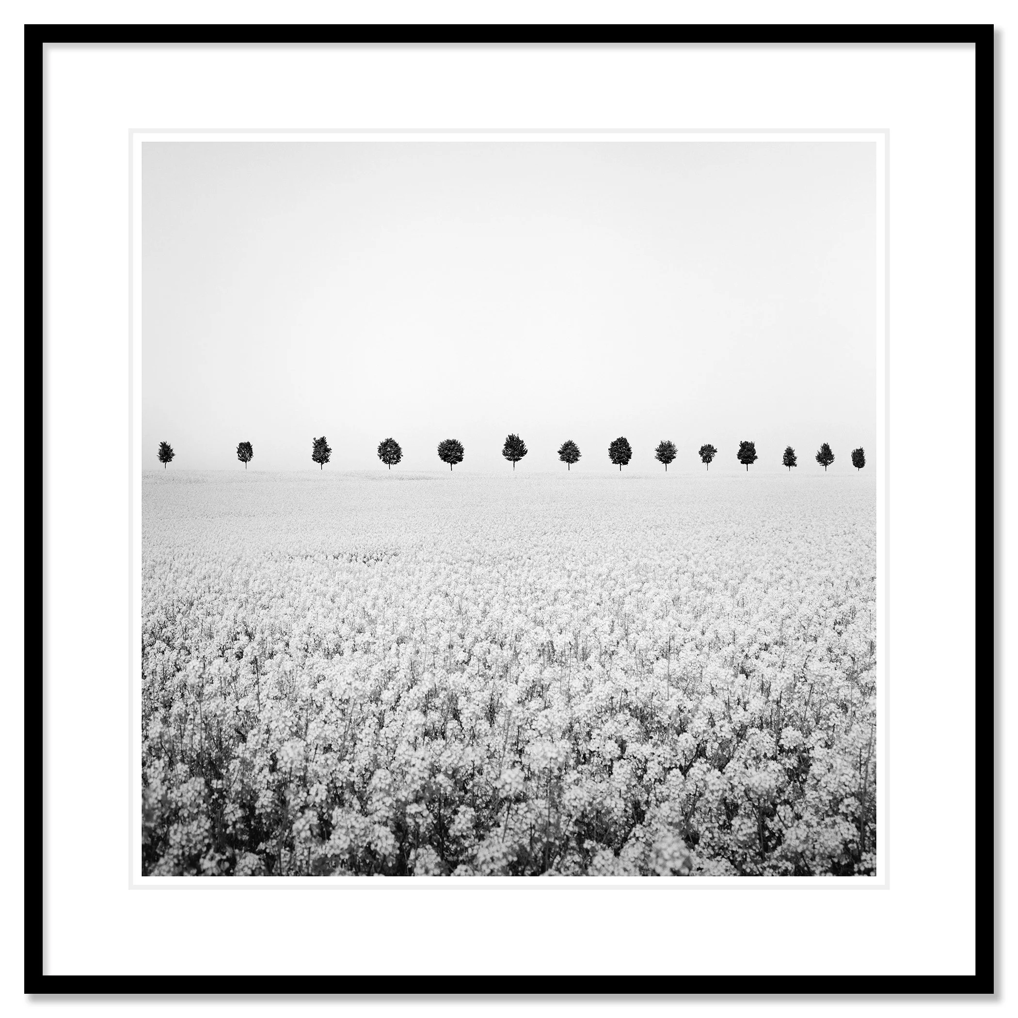 Brassica Napus Study 1 shown as an archival pigment print in a black aluminium frame with white mount by Gerald Berghammer.