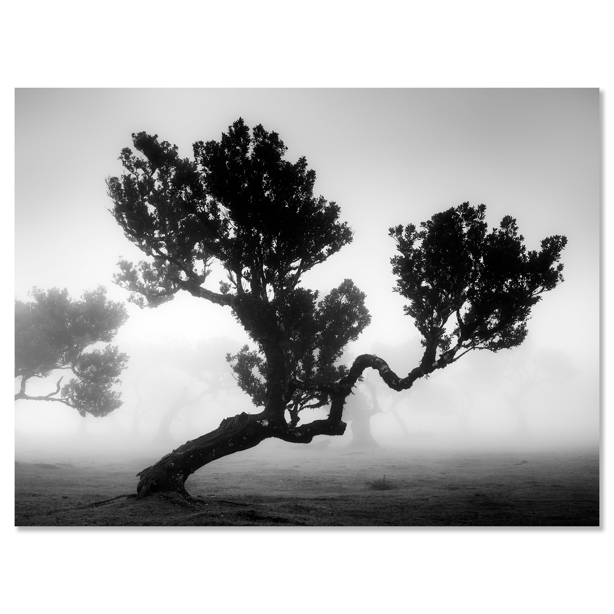 Ancient Laurisilva Forest, Study 3, black-and-white photograph mounted on frameless aluminium Dibond.