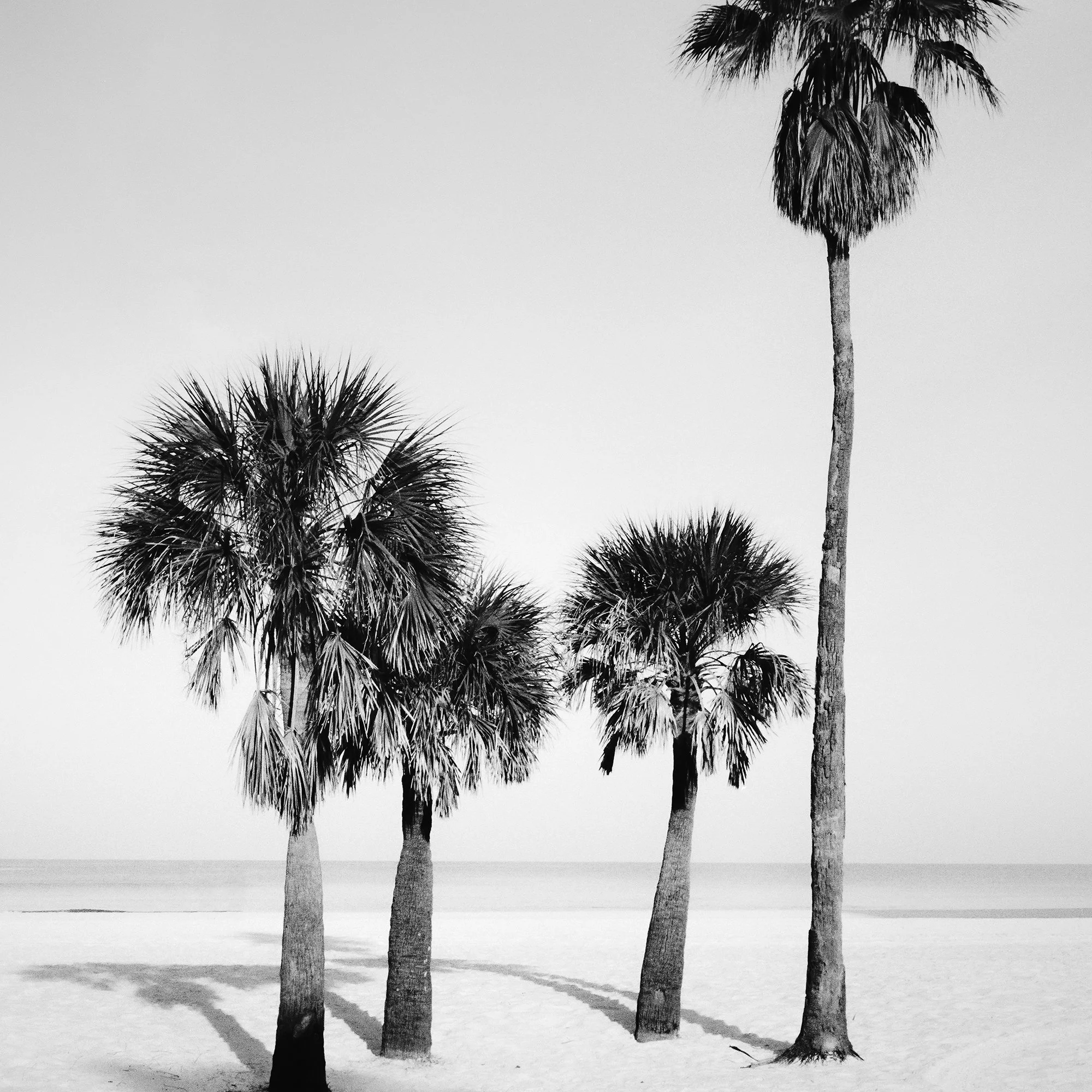Detail of Palm Beach Study 6 showing four palm trees against the open Florida coastline by Gerald Berghammer.